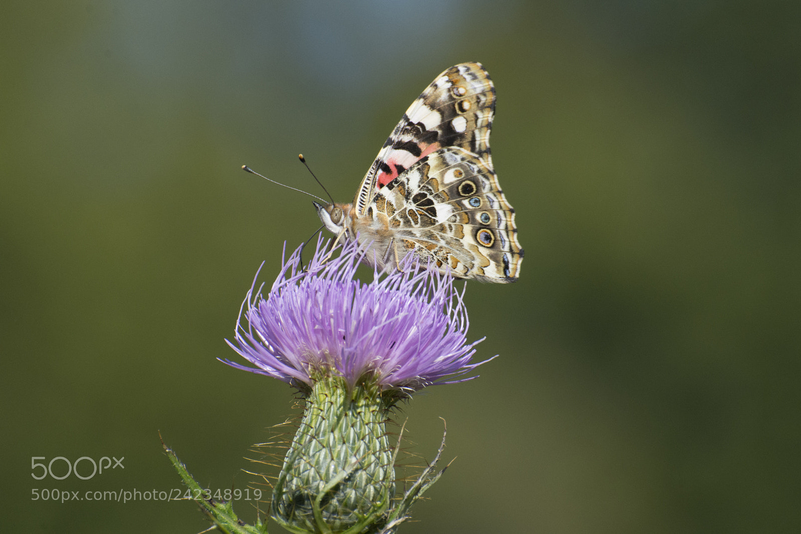 Nikon D7200 sample photo. Butterfly 2017-182 photography