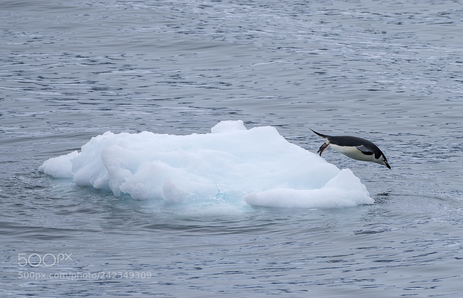 Nikon D810 sample photo. Chinstrap penquin photography