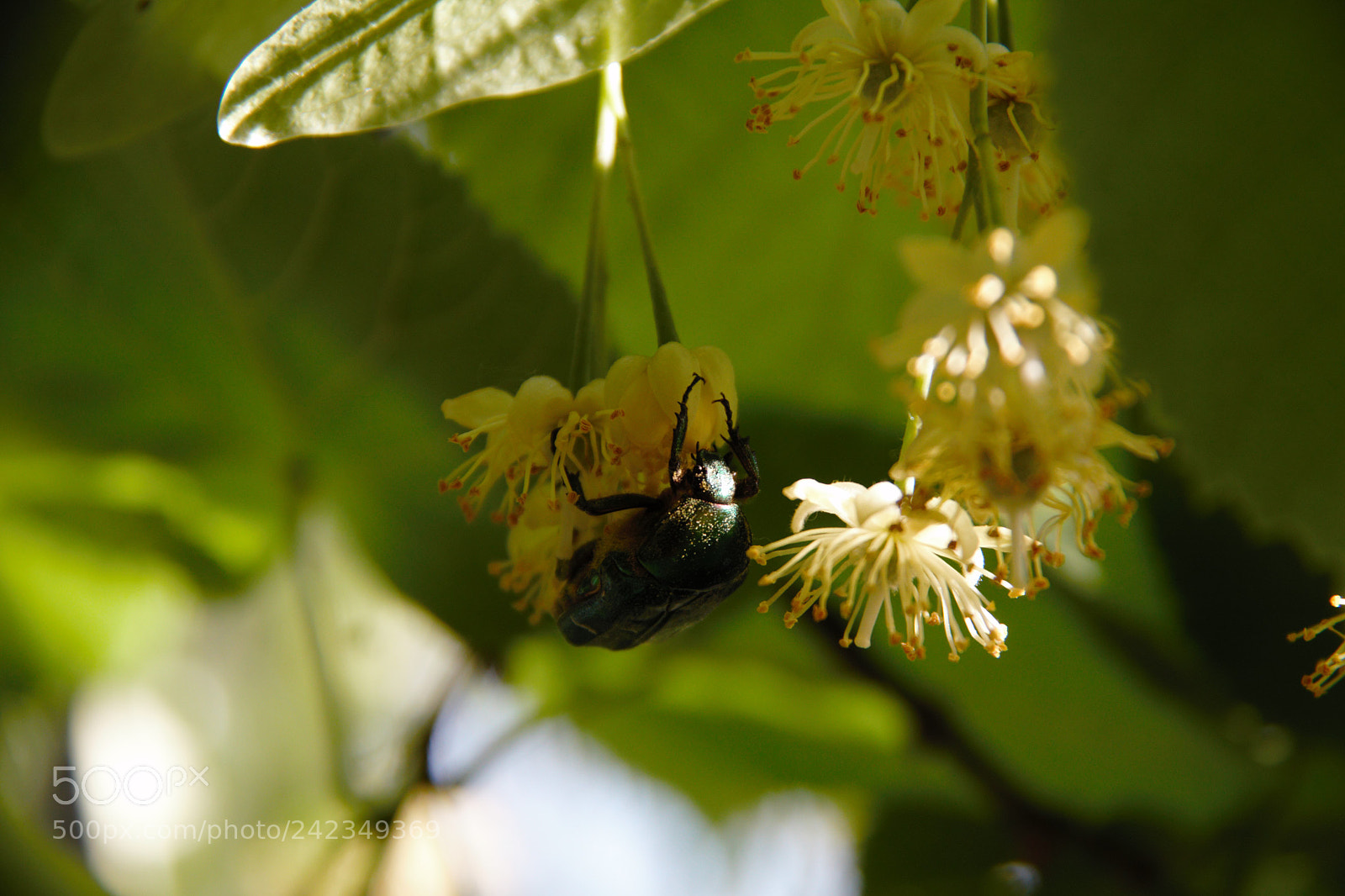 Canon EOS 50D sample photo. Delicious photography