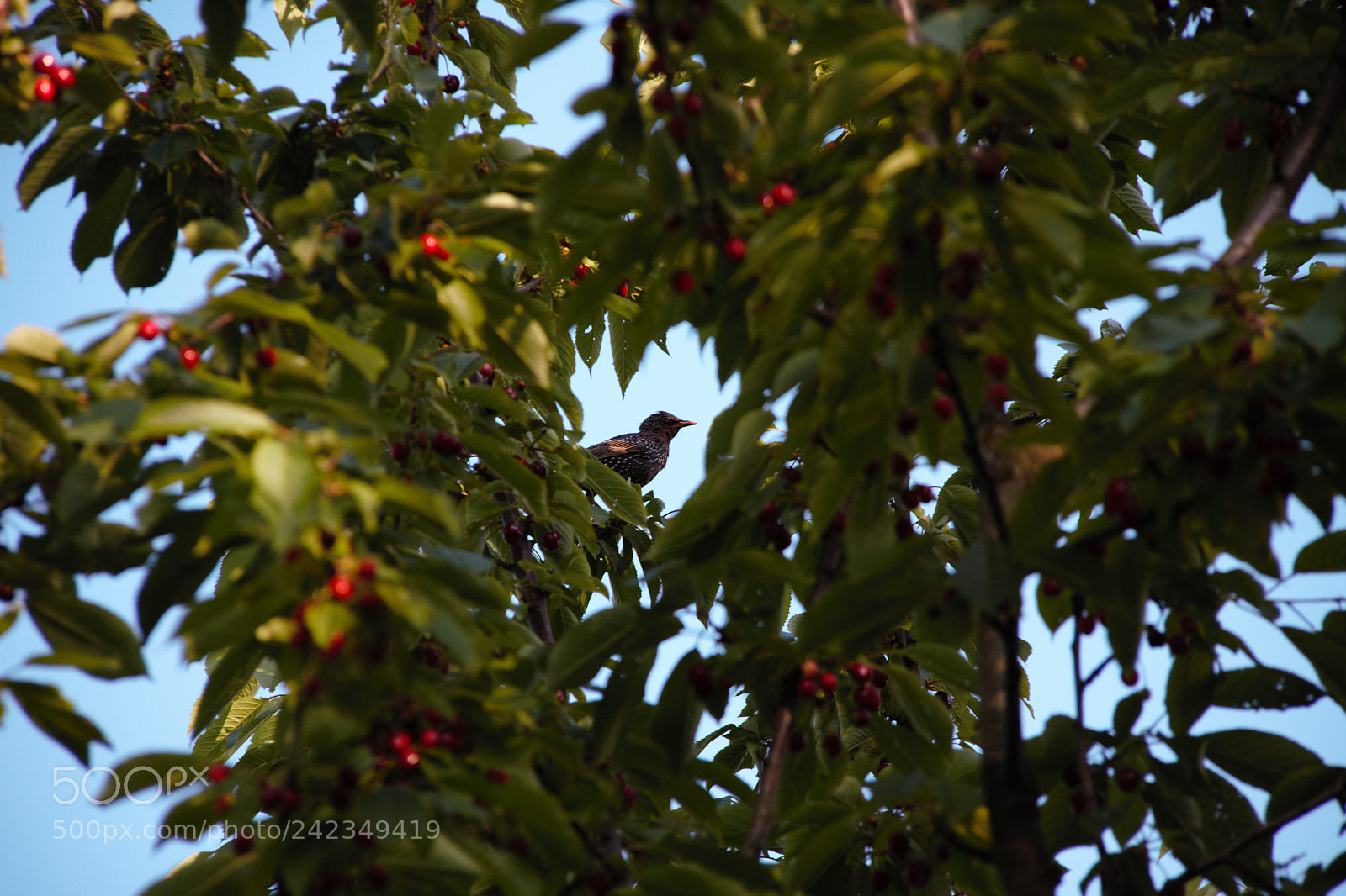 Canon EOS 50D sample photo. Feast photography