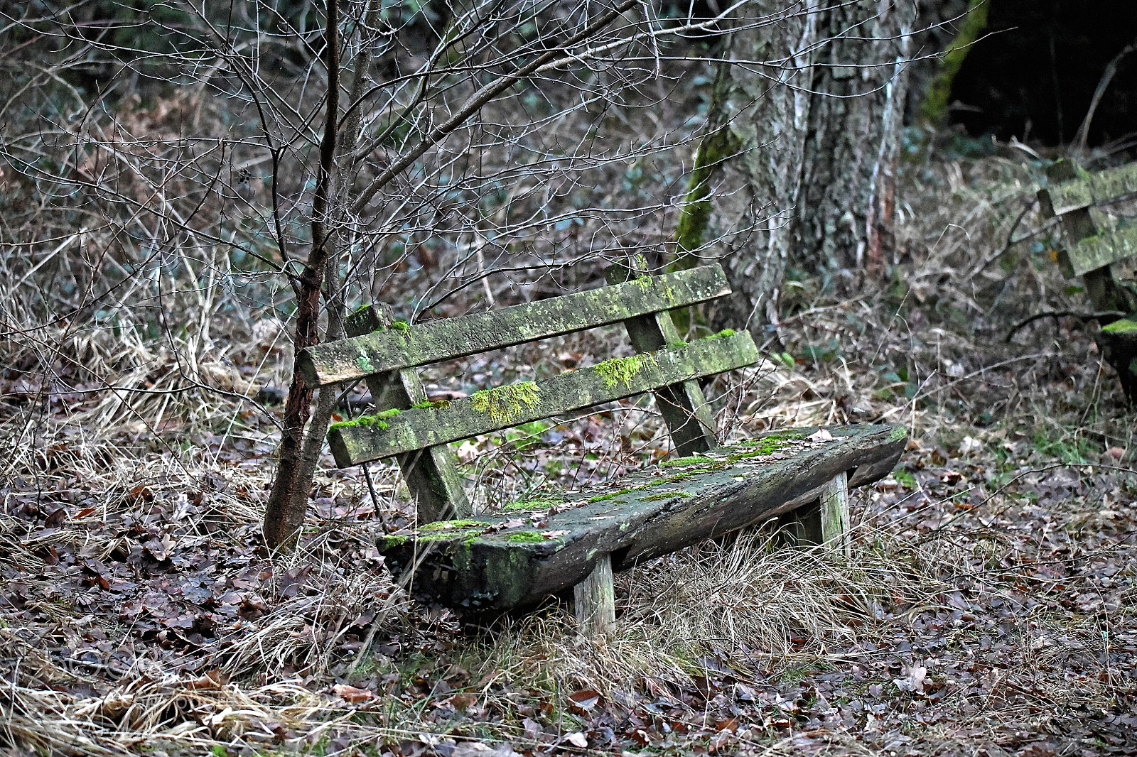 Nikon D850 sample photo. Old bench photography