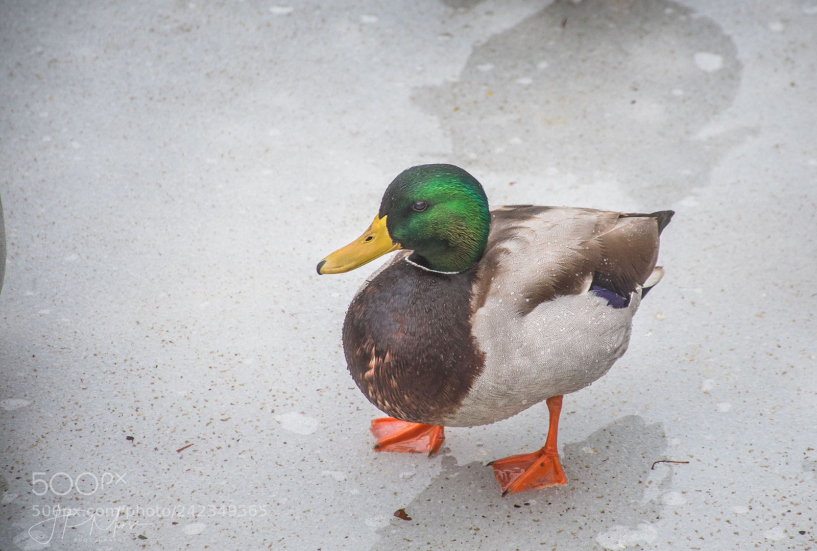 Nikon D500 sample photo. Mallard on ice photography