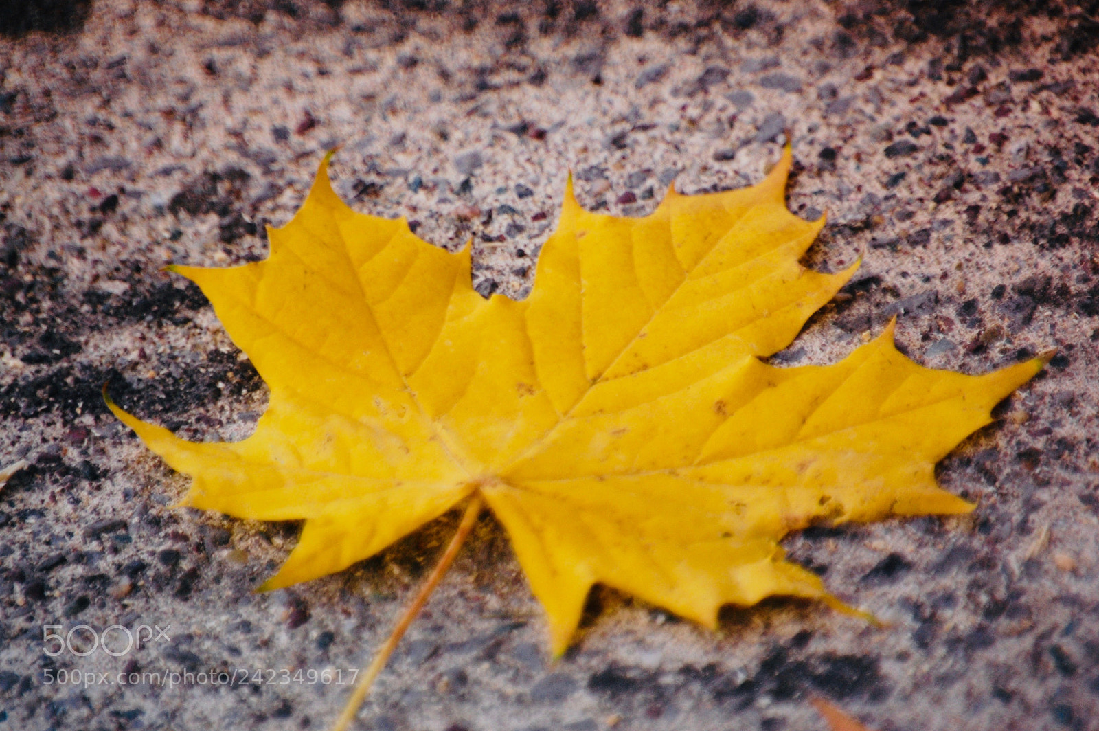 Nikon D40 sample photo. Autumn leaf photography