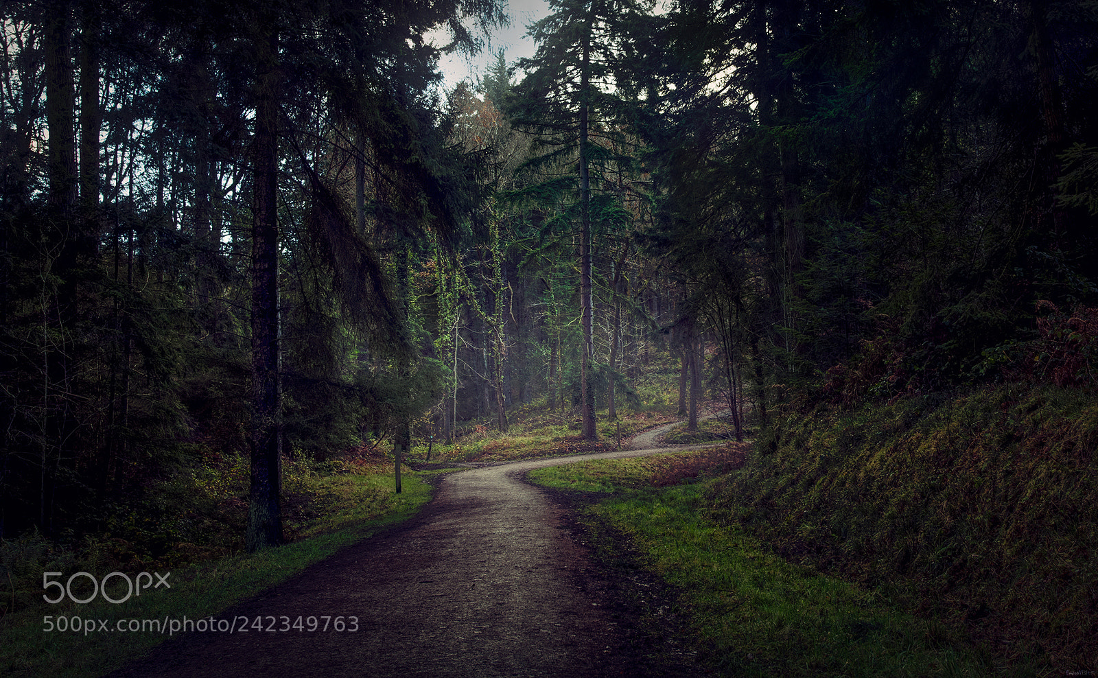 Nikon D850 sample photo. Wyre forest green route photography