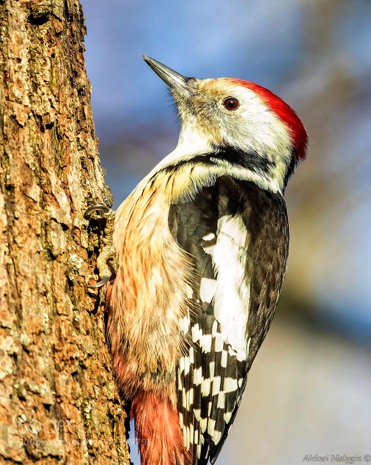 Canon EOS 7D Mark II sample photo. Middle spotted woodpecker photography