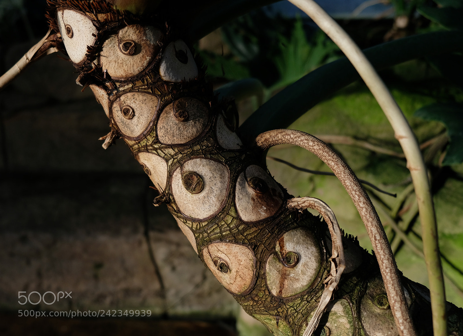 Fujifilm X-T2 sample photo. Tree trunk markings photography