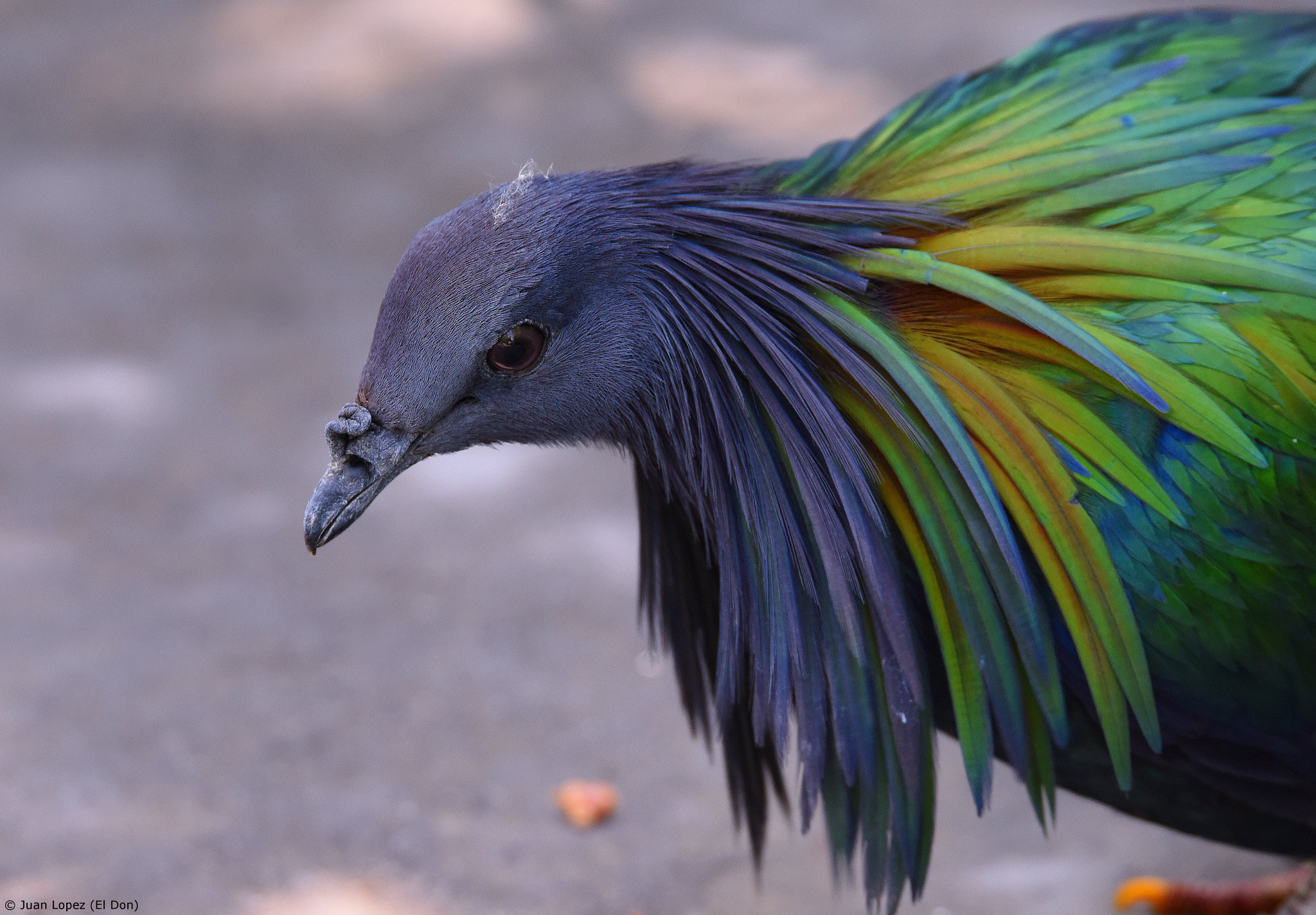 Sigma 150-600mm F5-6.3 DG OS HSM | S sample photo. Bird....color....!!! photography