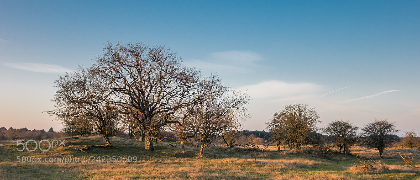 Sony Cyber-shot DSC-RX10 sample photo. Trees in the morning photography