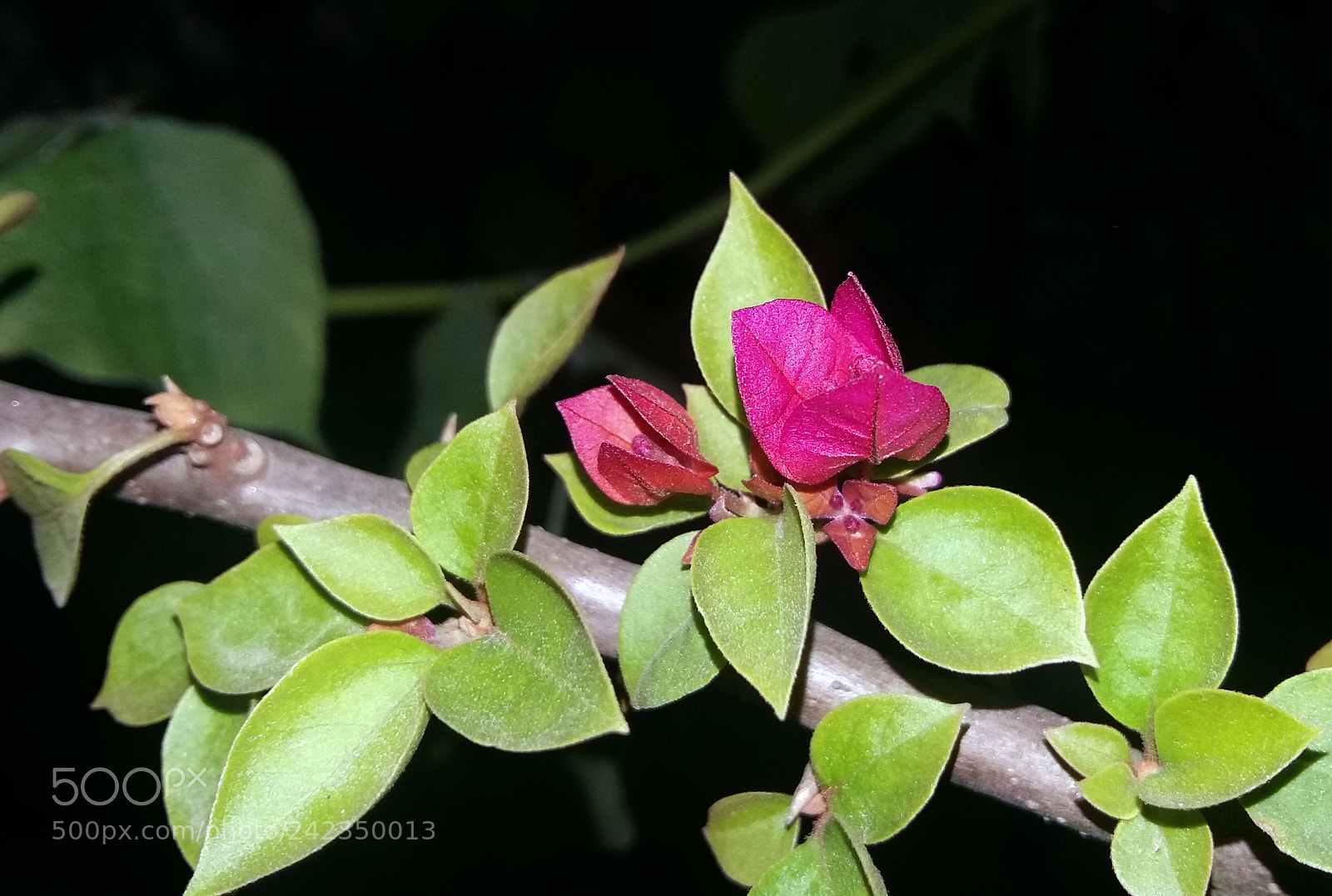 Samsung Galaxy A5 sample photo. Beauty photography