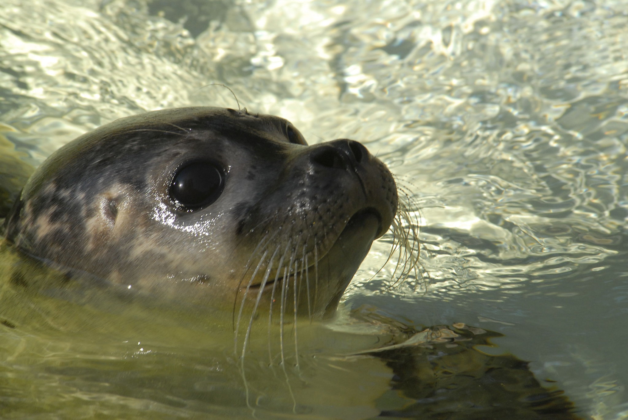 Nikon D200 sample photo. Seal photography