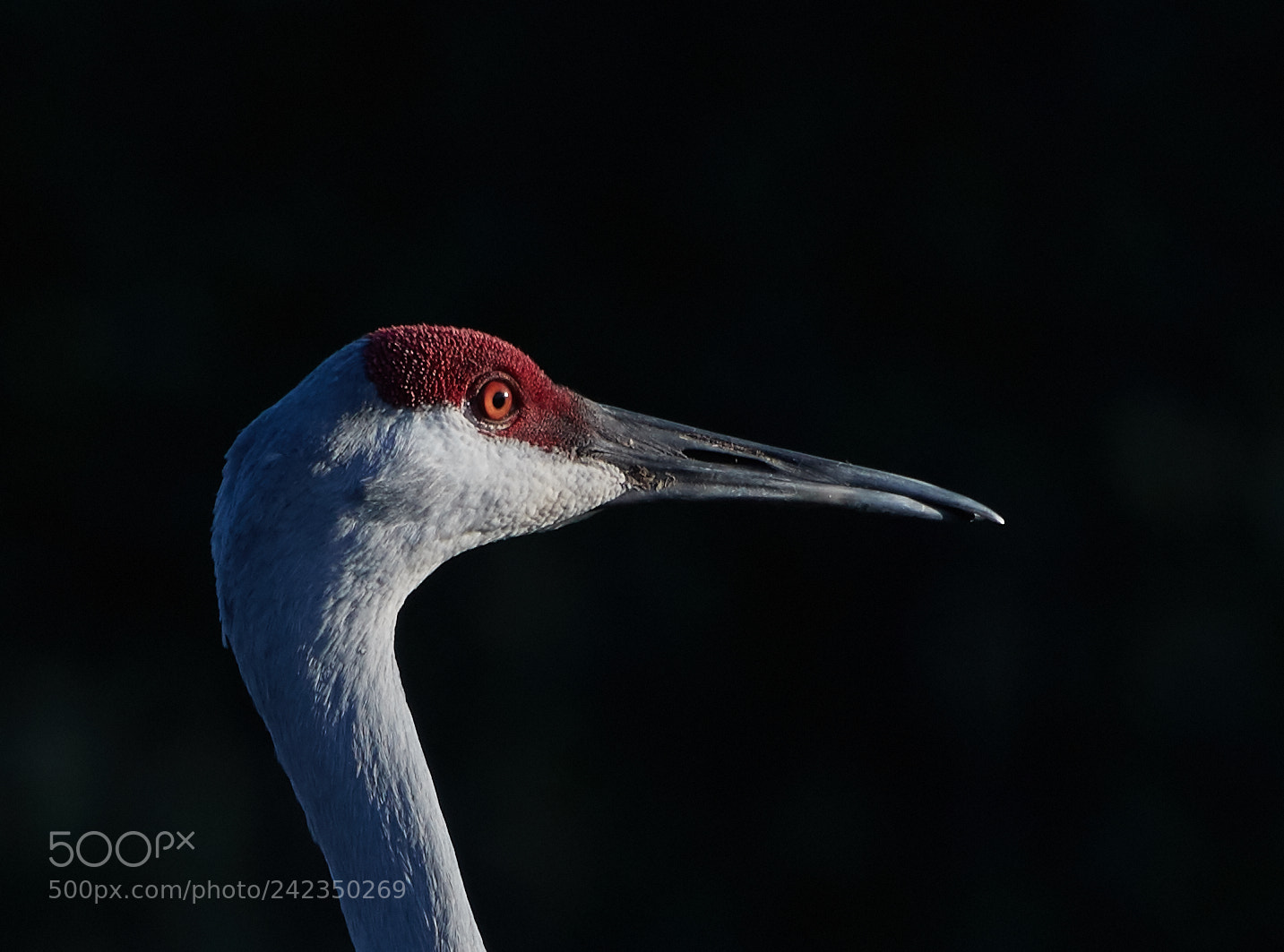 Canon EOS-1D X Mark II sample photo. 01-13-18-9335 1.jpg photography