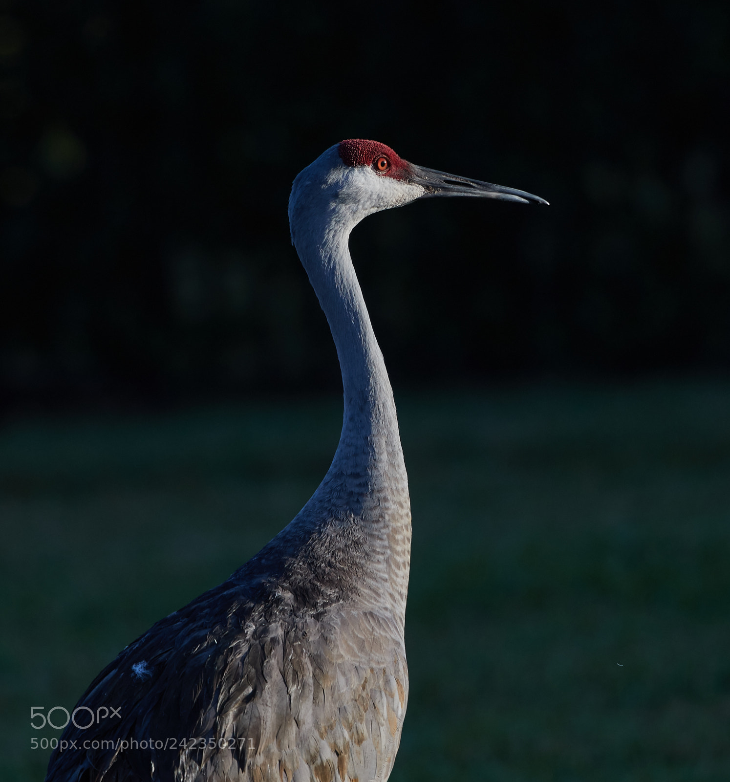 Canon EOS-1D X Mark II sample photo. 01-13-18-9335.jpg photography