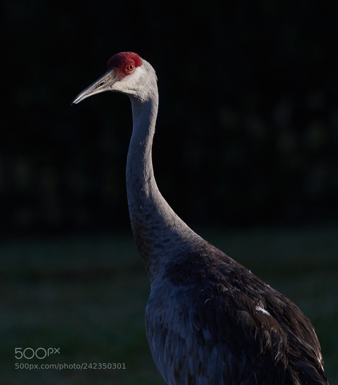 Canon EOS-1D X Mark II sample photo. 01-13-18-9334 1.jpg photography