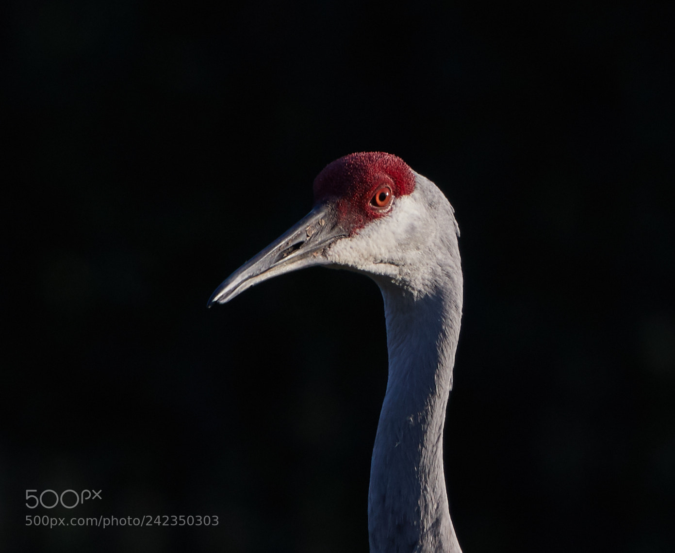 Canon EOS-1D X Mark II sample photo. 01-13-18-9334.jpg photography