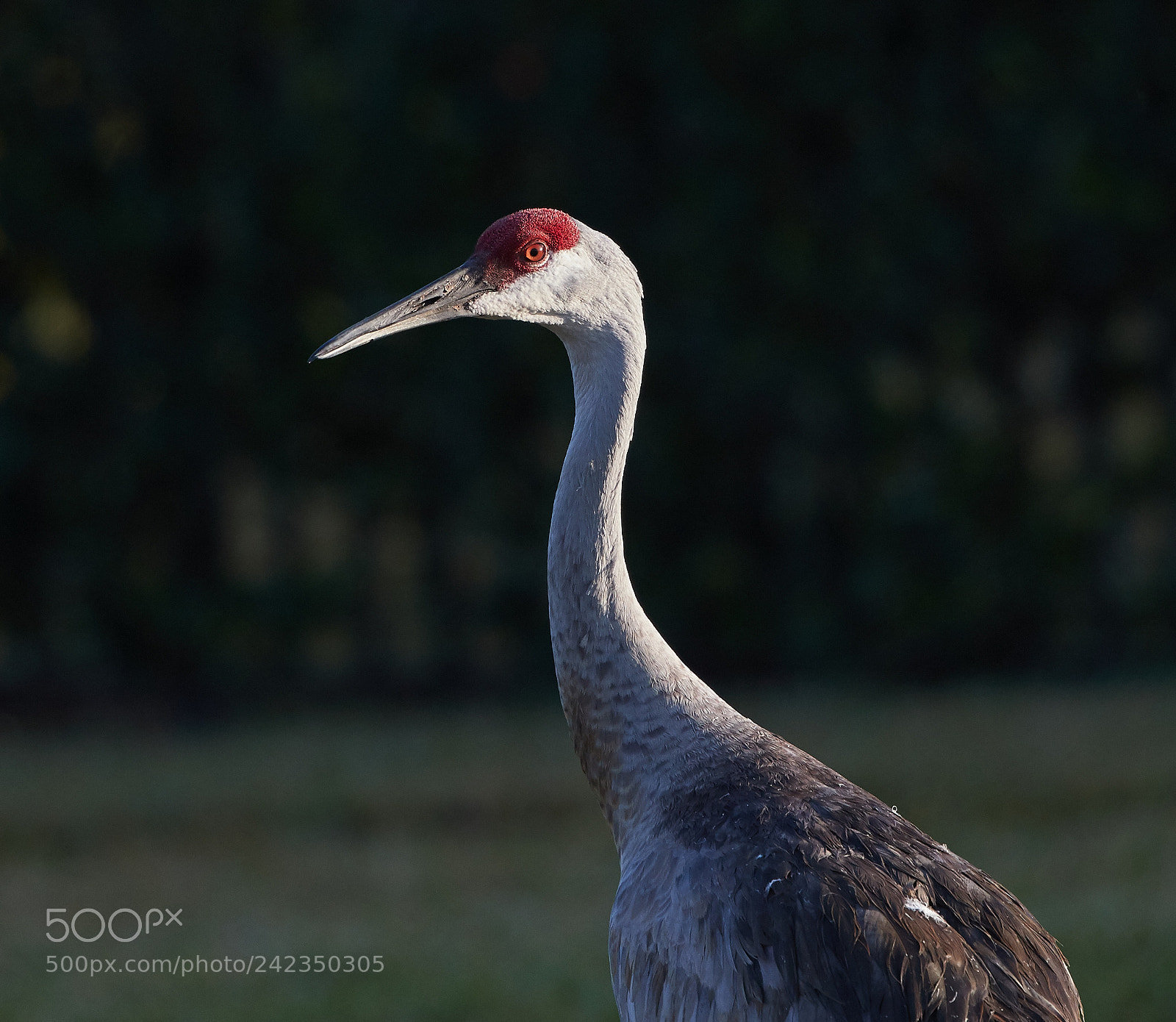Canon EOS-1D X Mark II sample photo. 01-13-18-9333 1.jpg photography