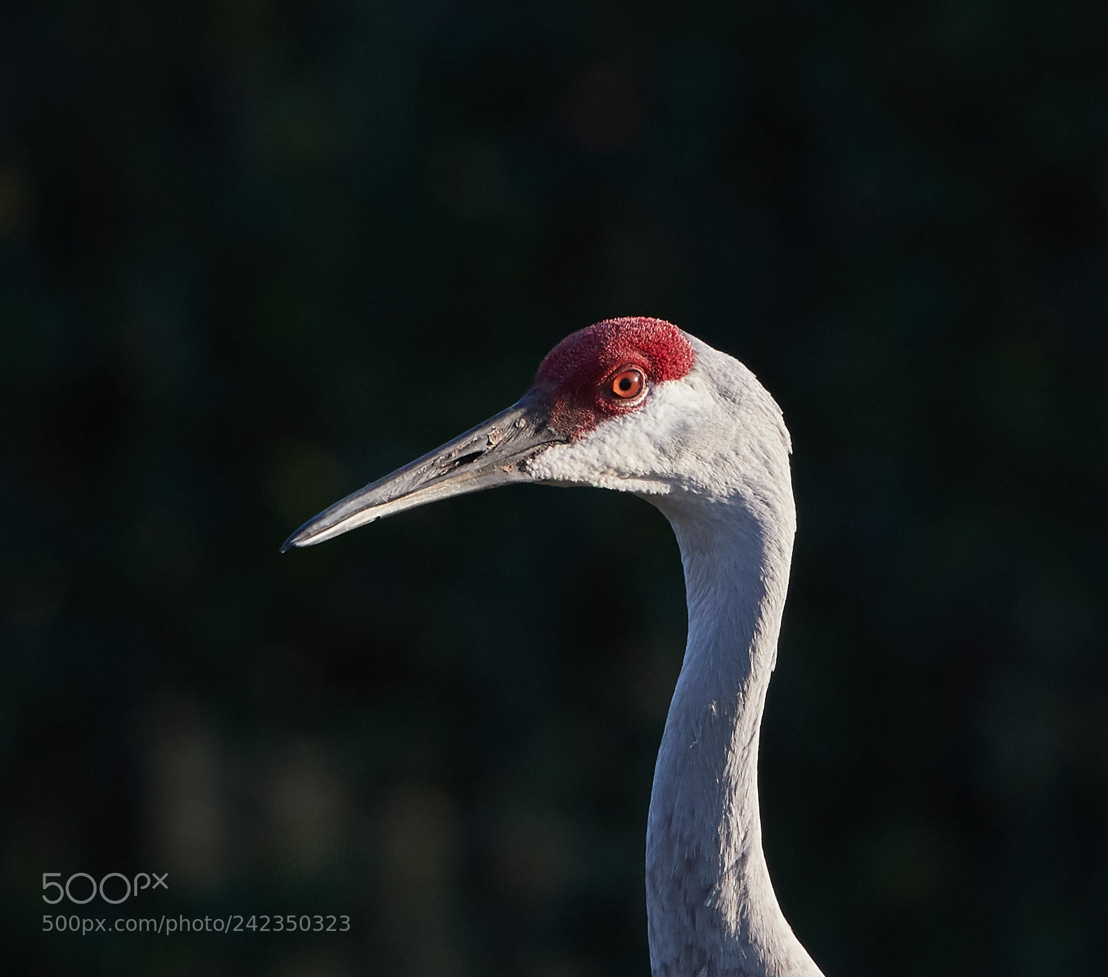 Canon EOS-1D X Mark II sample photo. 01-13-18-9333.jpg photography