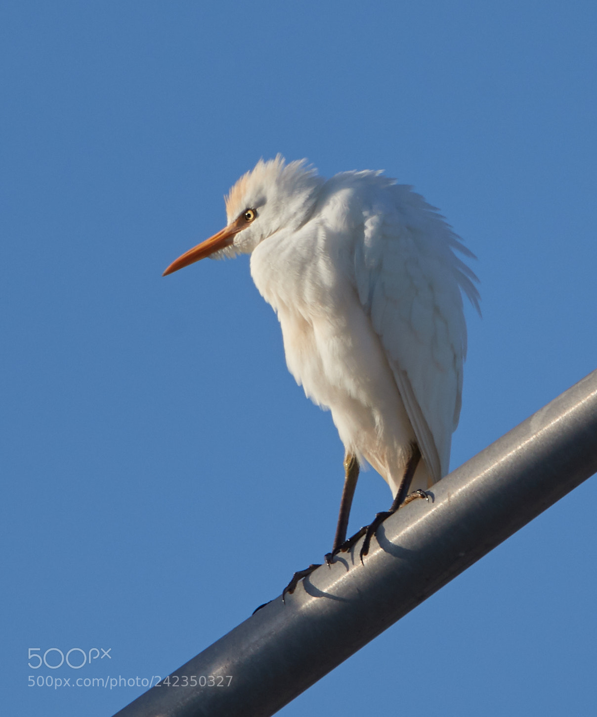Canon EOS-1D X Mark II sample photo. 01-13-18-9332.jpg photography