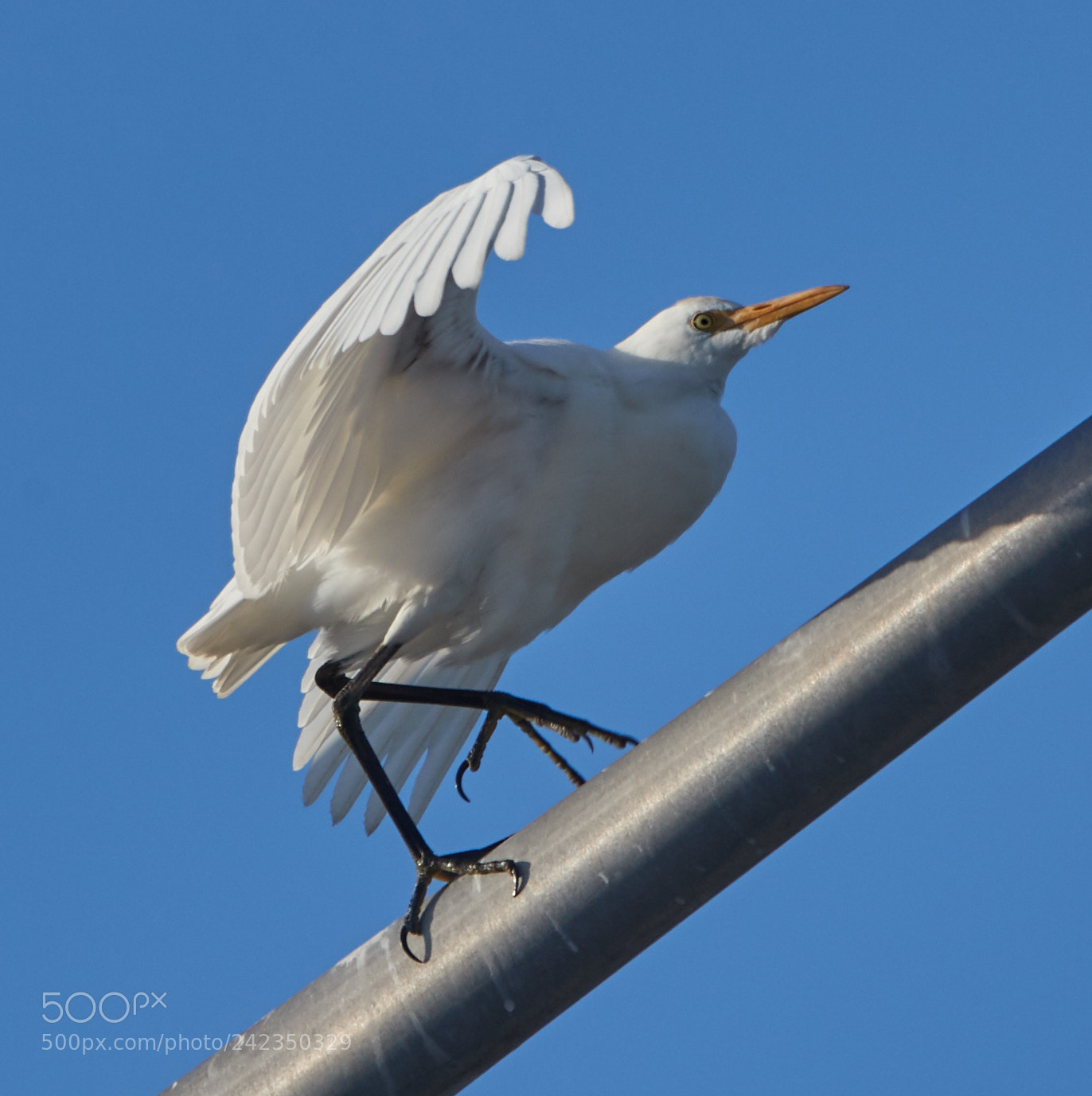Canon EOS-1D X Mark II sample photo. 01-13-18-9331 2.jpg photography