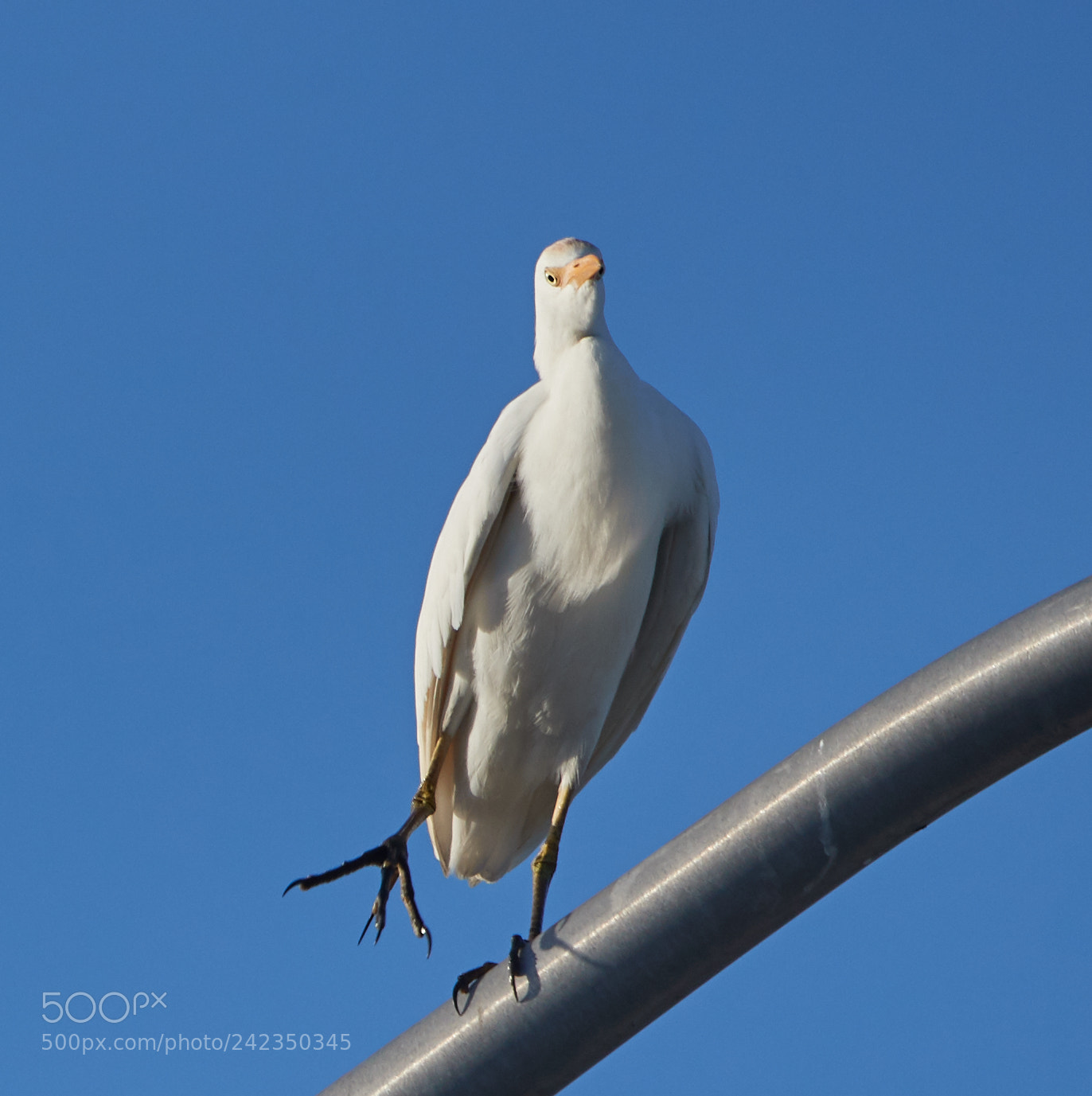 Canon EOS-1D X Mark II sample photo. 01-13-18-9331 1.jpg photography