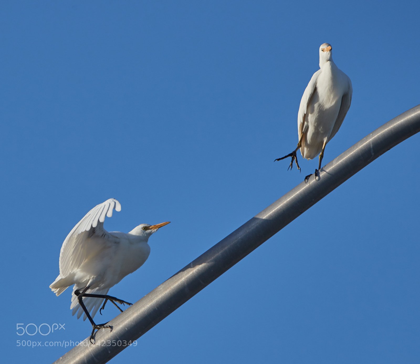 Canon EOS-1D X Mark II sample photo. 01-13-18-9331.jpg photography