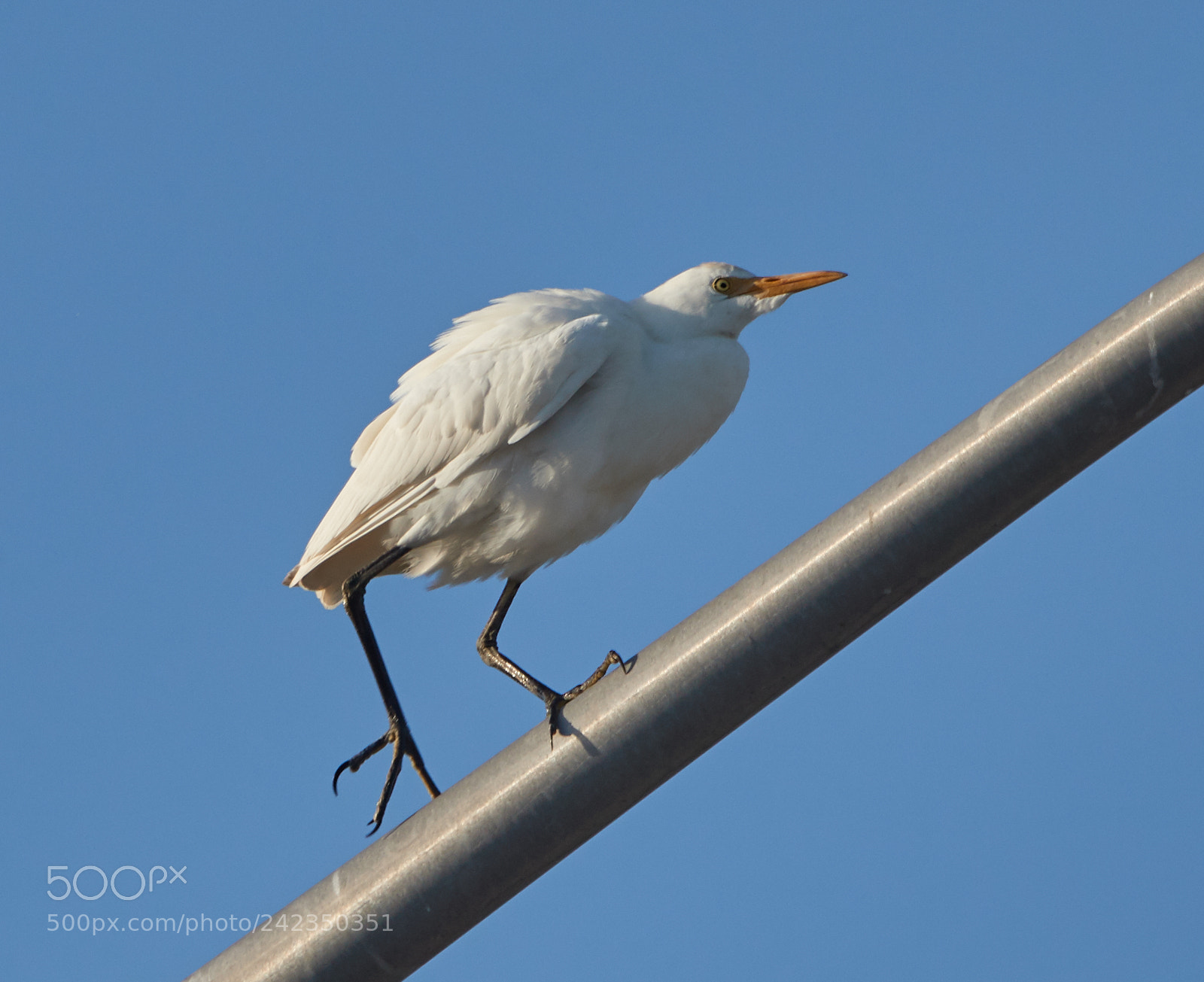 Canon EOS-1D X Mark II sample photo. 01-13-18-9330.jpg photography