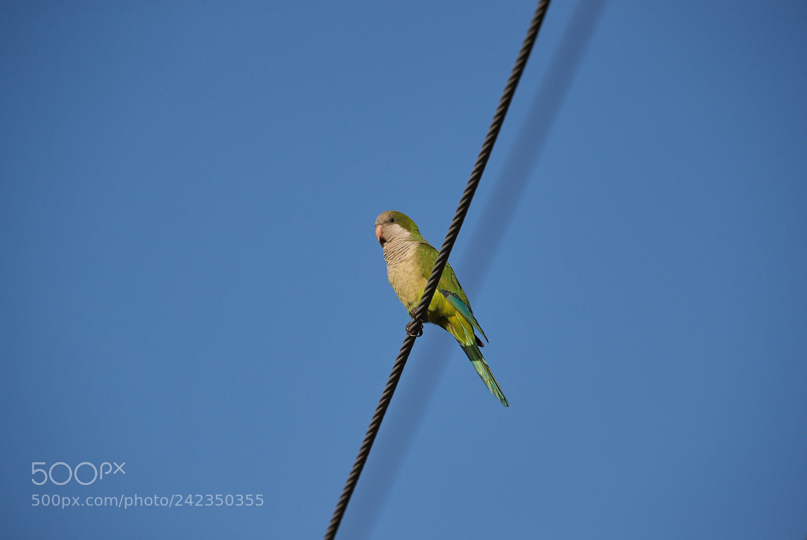 Canon EOS-1D X Mark II sample photo. 01-13-18-9329.jpg photography