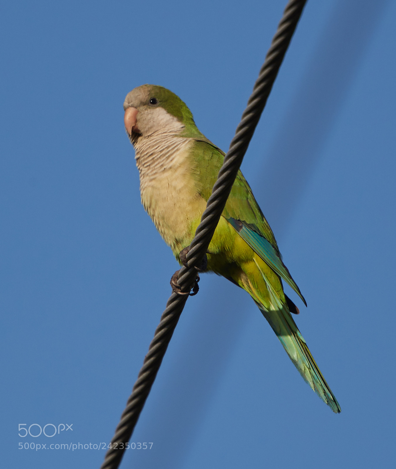 Canon EOS-1D X Mark II sample photo. 01-13-18-9328.jpg photography
