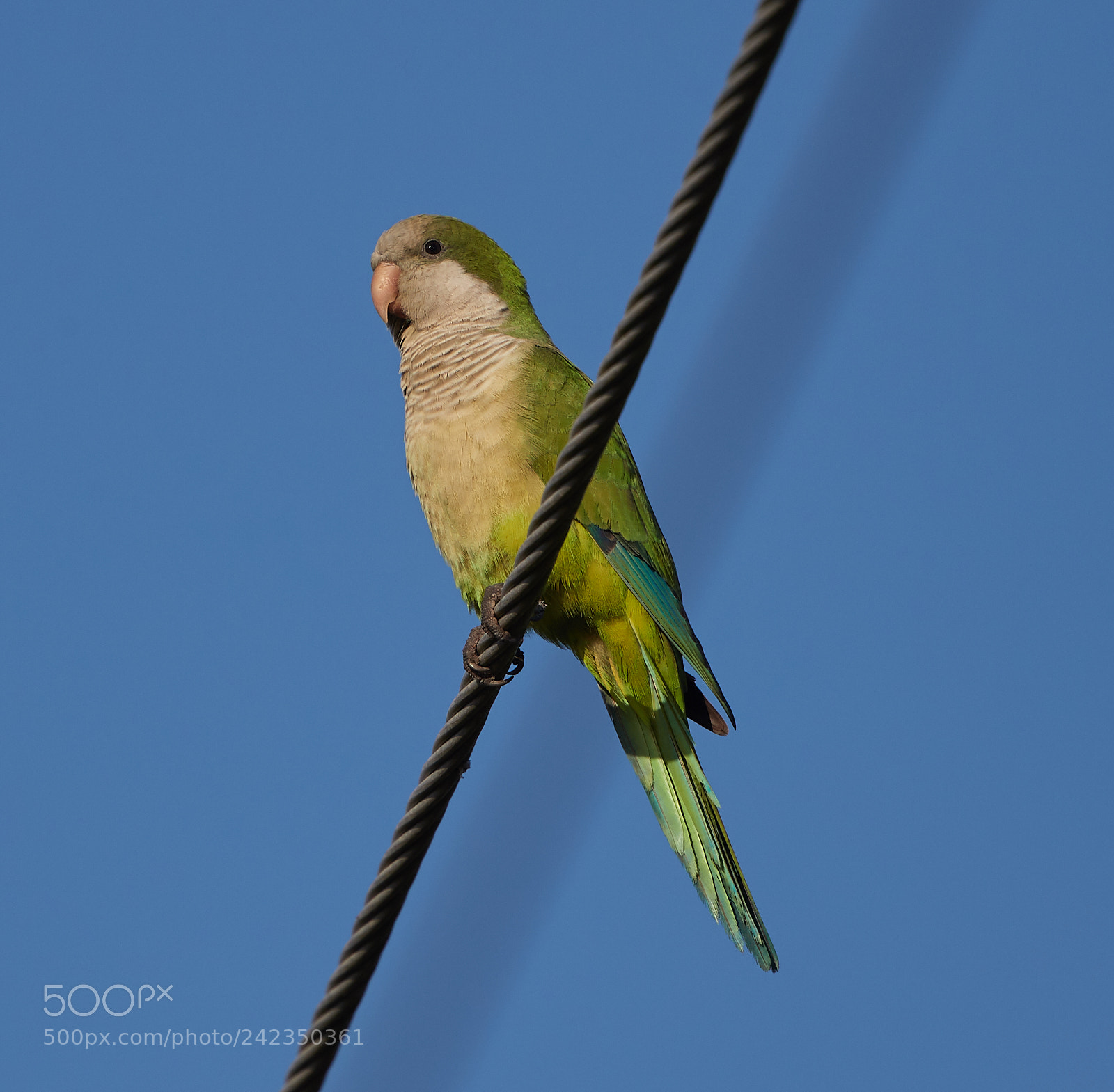 Canon EOS-1D X Mark II sample photo. 01-13-18-9325.jpg photography