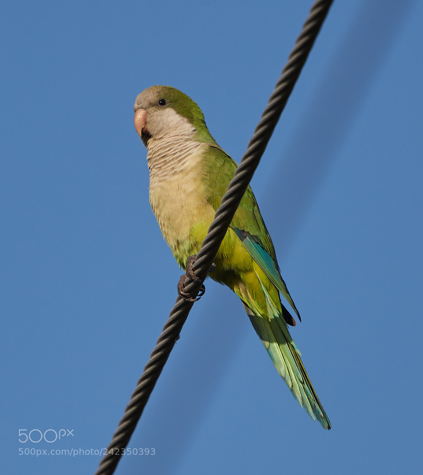 Canon EOS-1D X Mark II sample photo. 01-13-18-9324.jpg photography