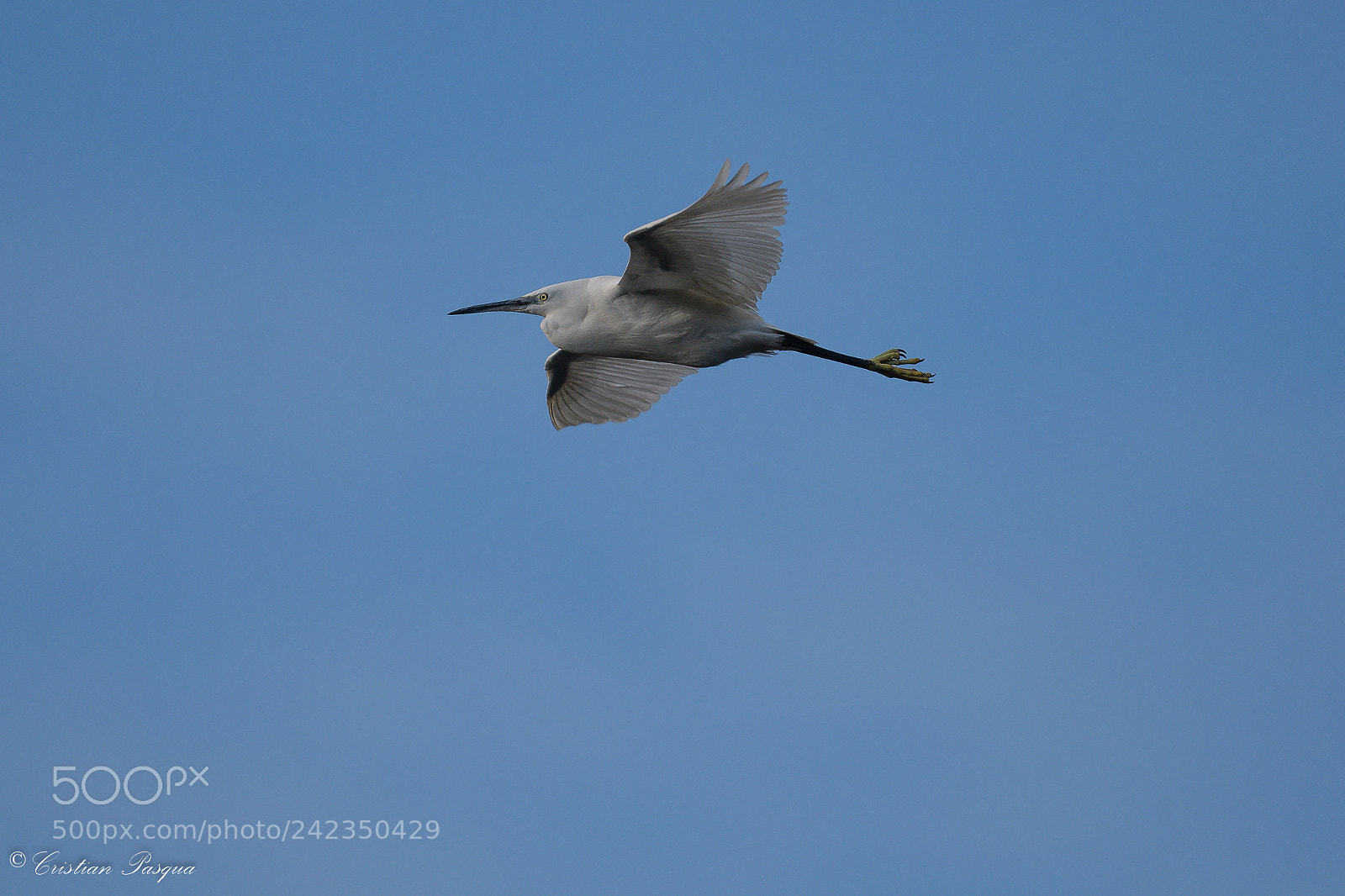 Nikon D500 sample photo. Egret photography