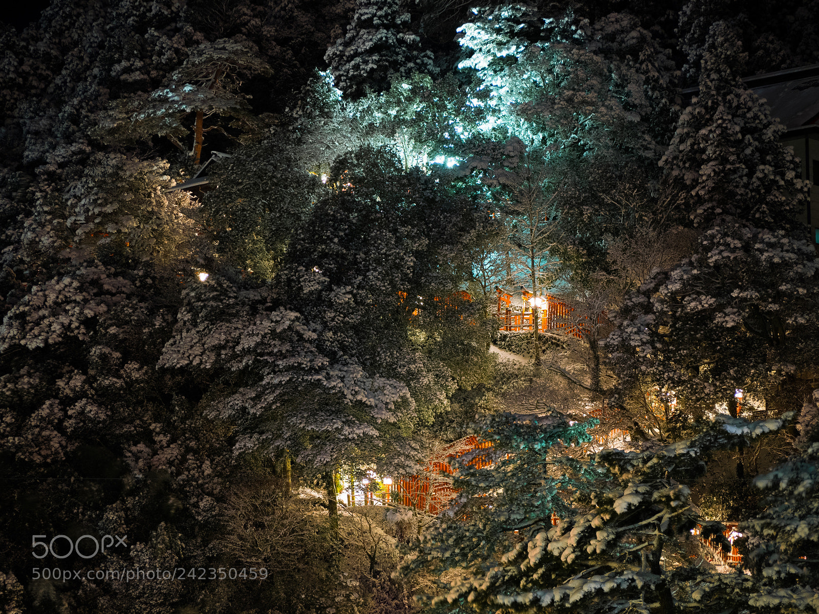 Olympus OM-D E-M1 sample photo. 鳥居 photography