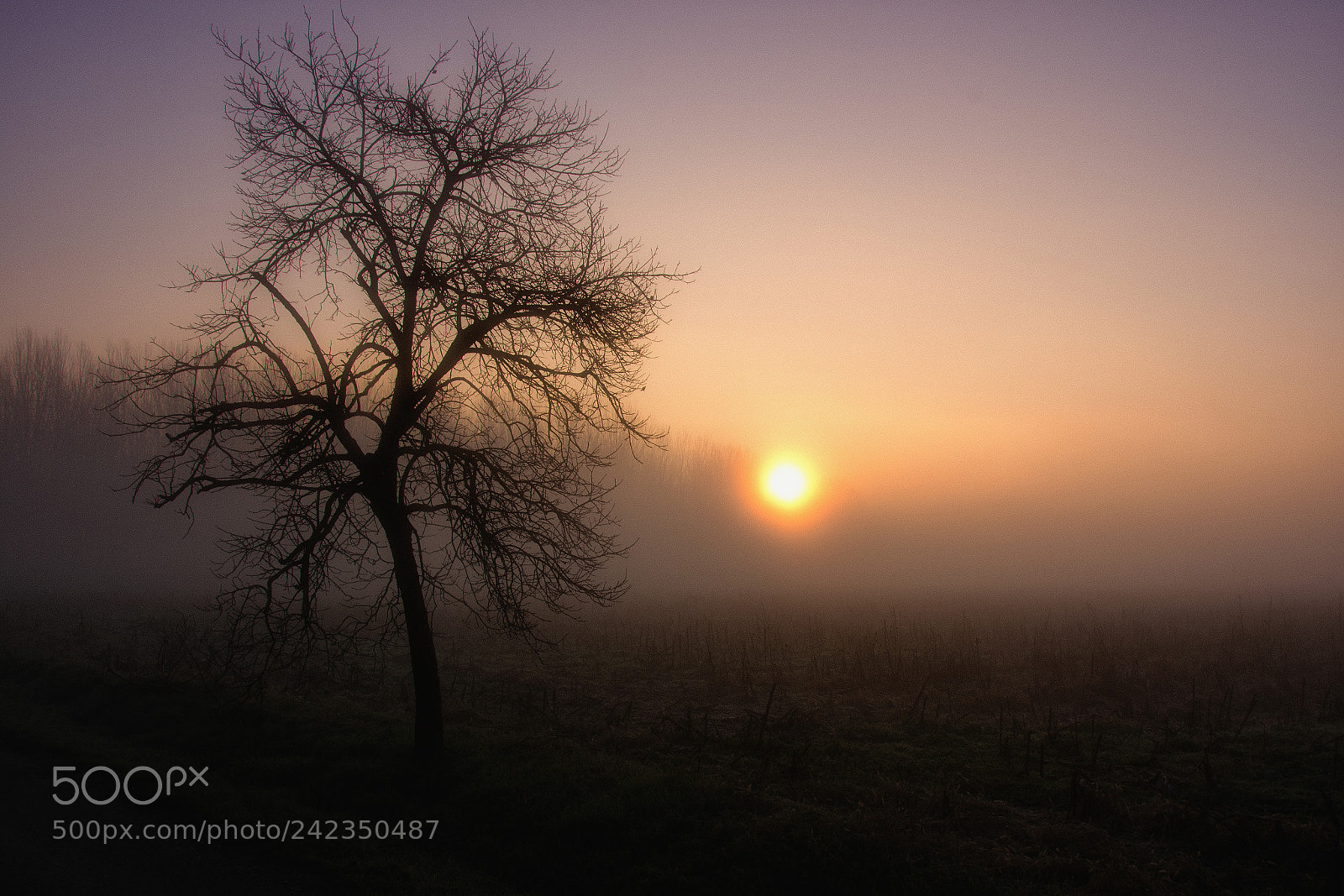 Nikon D7200 sample photo. Tree in the fog photography