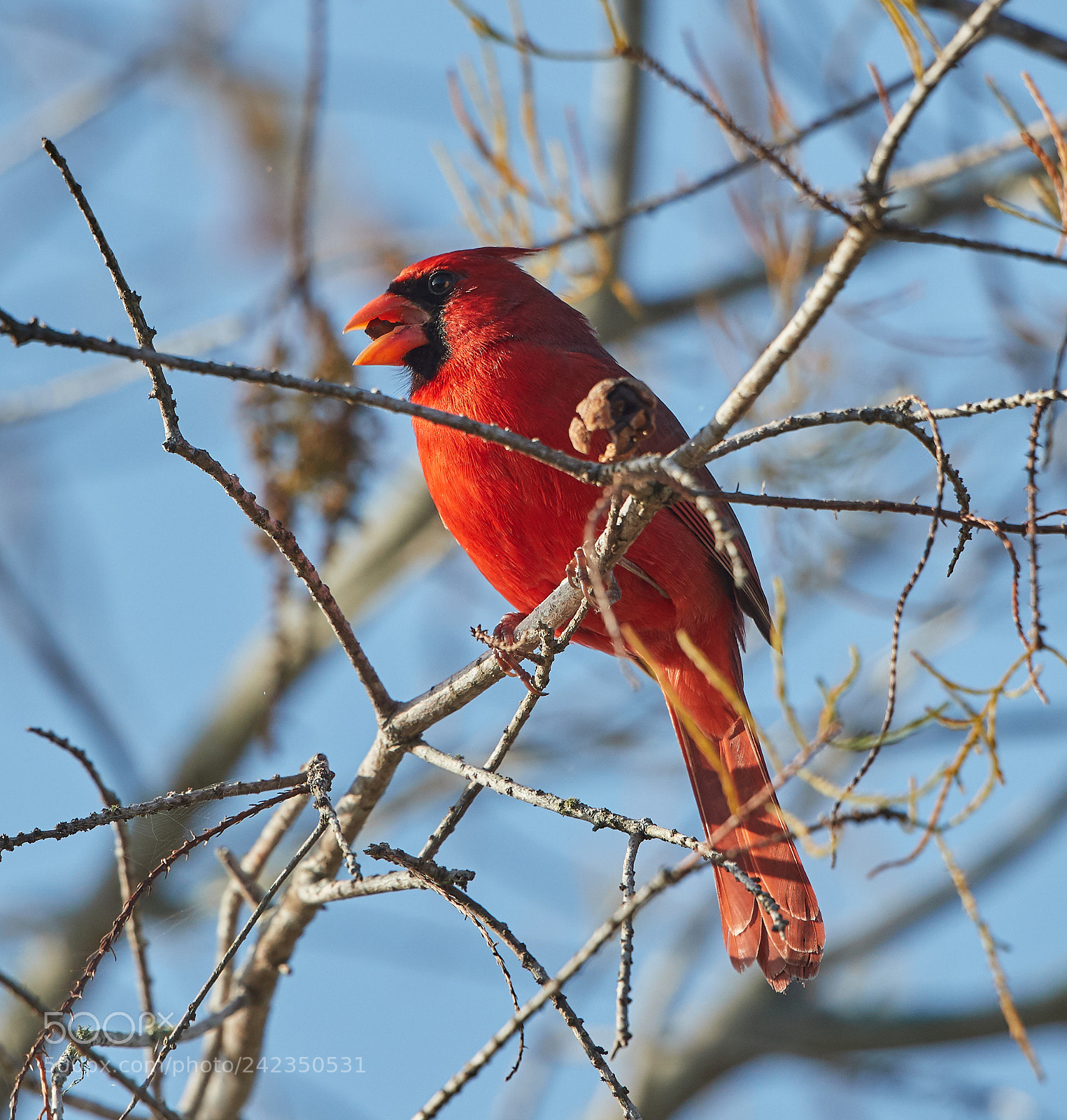 Canon EOS-1D X Mark II sample photo. 01-13-18-9182.jpg photography