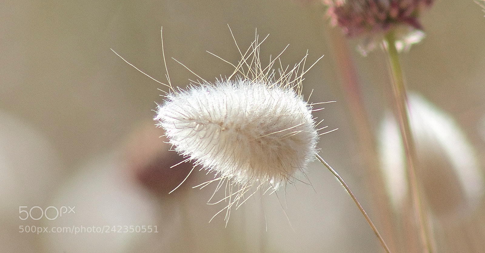 Canon EOS 550D (EOS Rebel T2i / EOS Kiss X4) sample photo. Flore photography