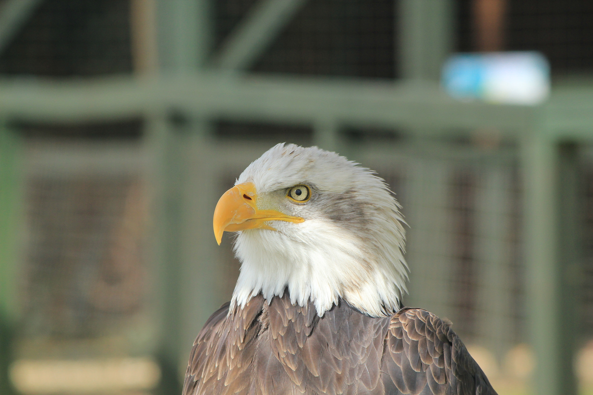 Canon EF-S 55-250mm F4-5.6 IS sample photo. Long sutton, lincolnshire, england, uk photography