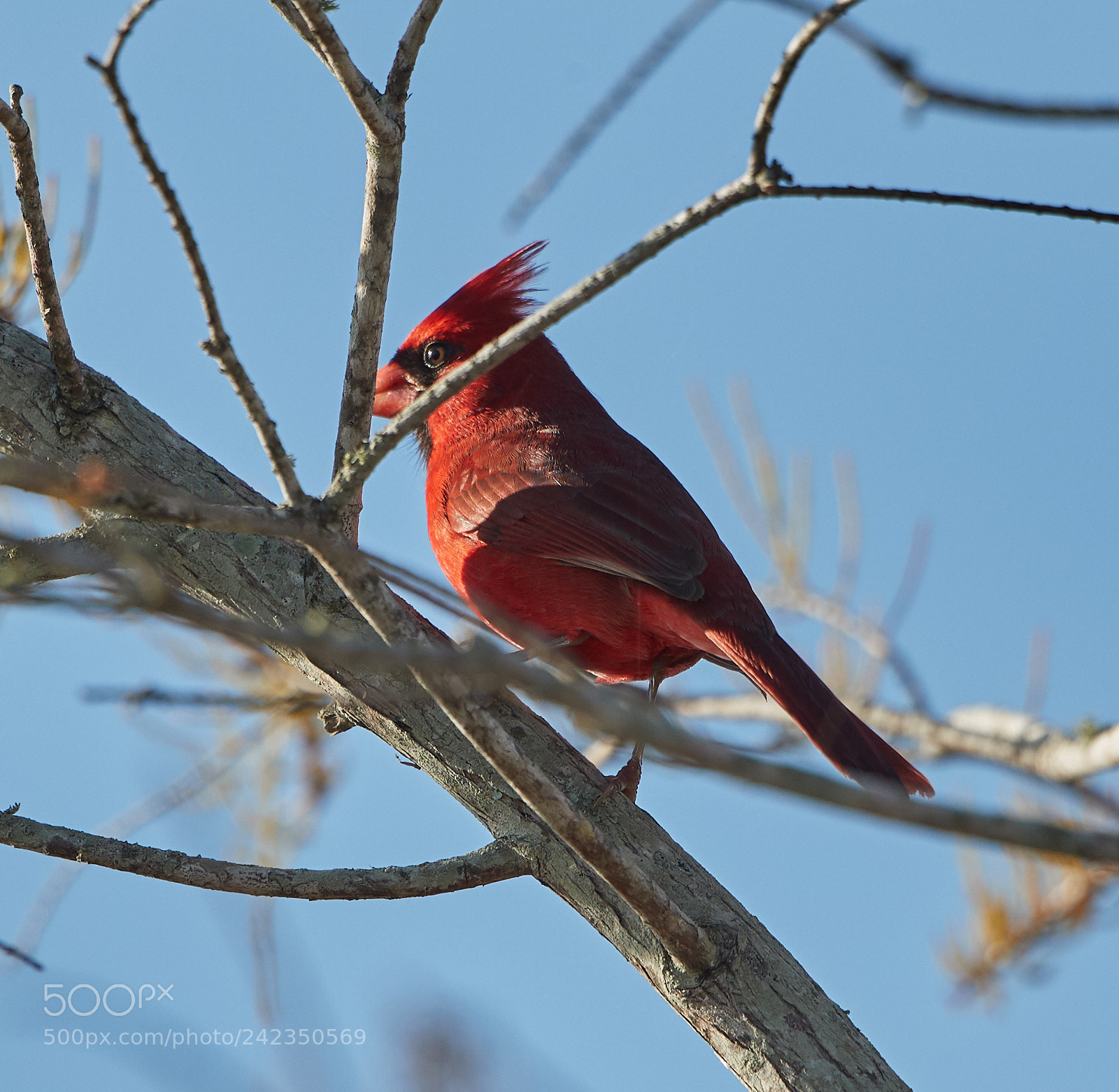 Canon EOS-1D X Mark II sample photo. 01-13-18-9176 1.jpg photography