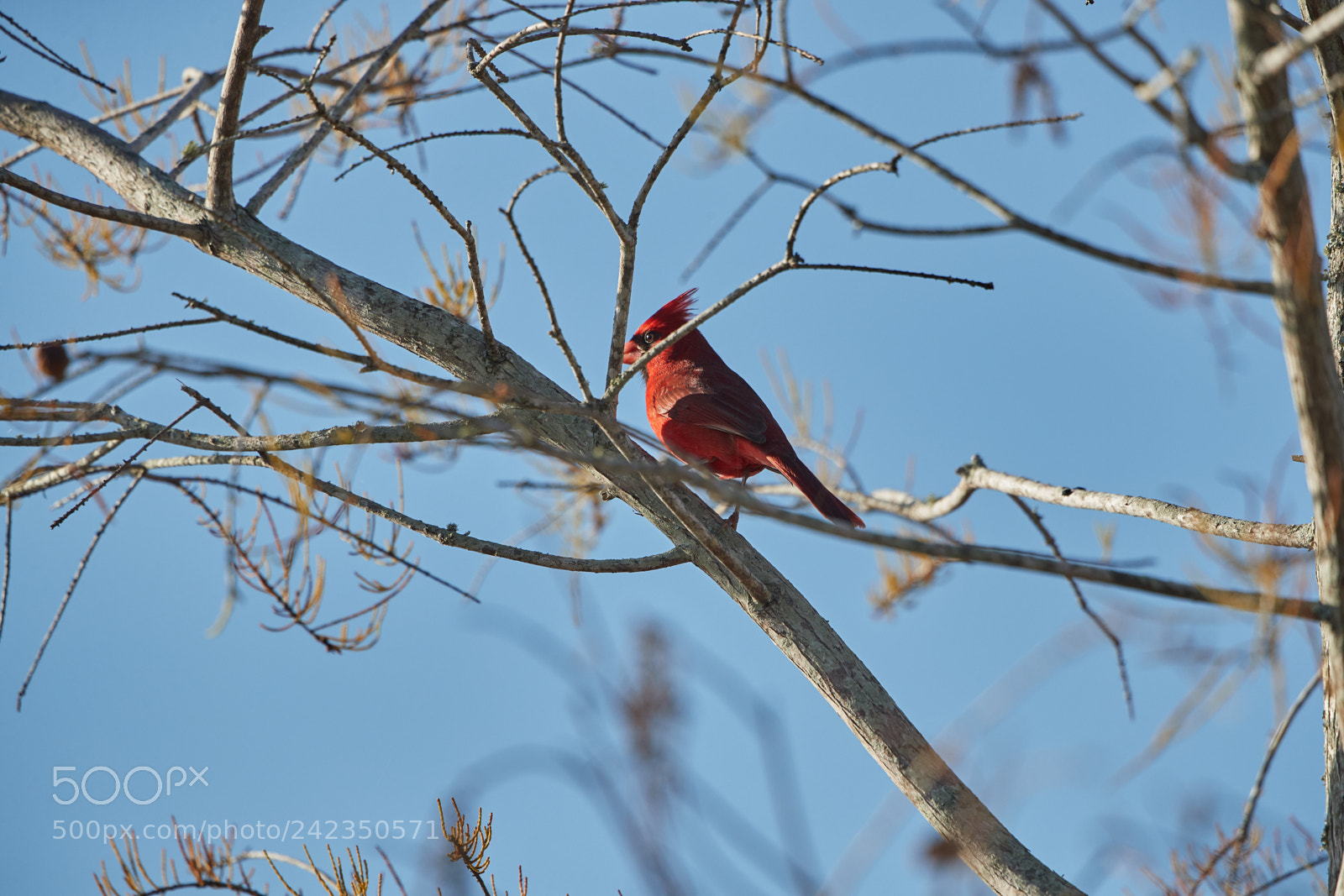 Canon EOS-1D X Mark II sample photo. 01-13-18-9176.jpg photography