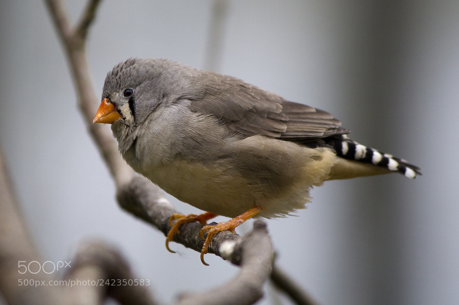 Canon EOS 550D (EOS Rebel T2i / EOS Kiss X4) sample photo. Bird on a branch photography