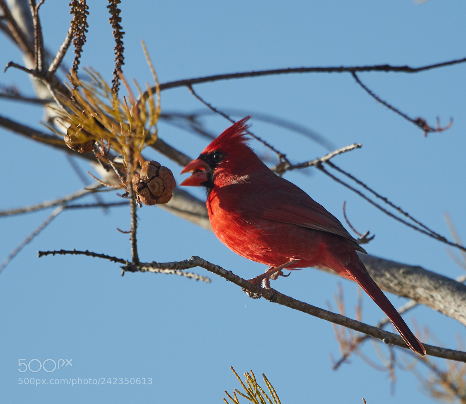 Canon EOS-1D X Mark II sample photo. 01-13-18-9173.jpg photography