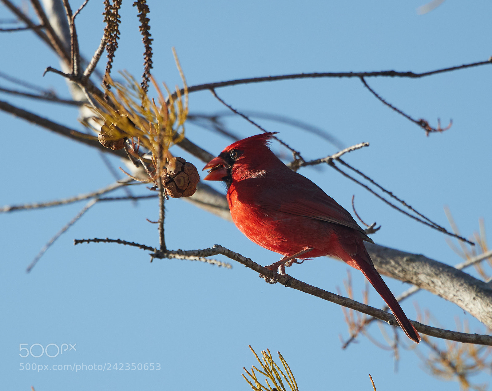 Canon EOS-1D X Mark II sample photo. 01-13-18-9172.jpg photography