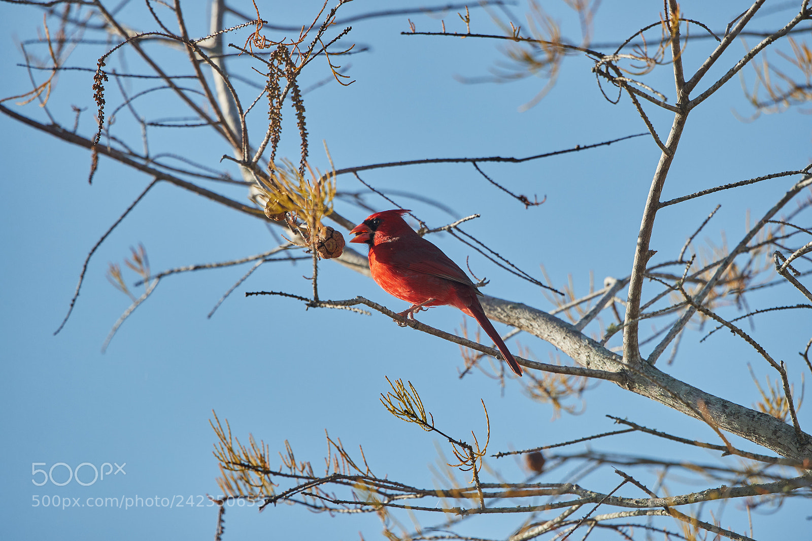 Canon EOS-1D X Mark II sample photo. 01-13-18-9171.jpg photography