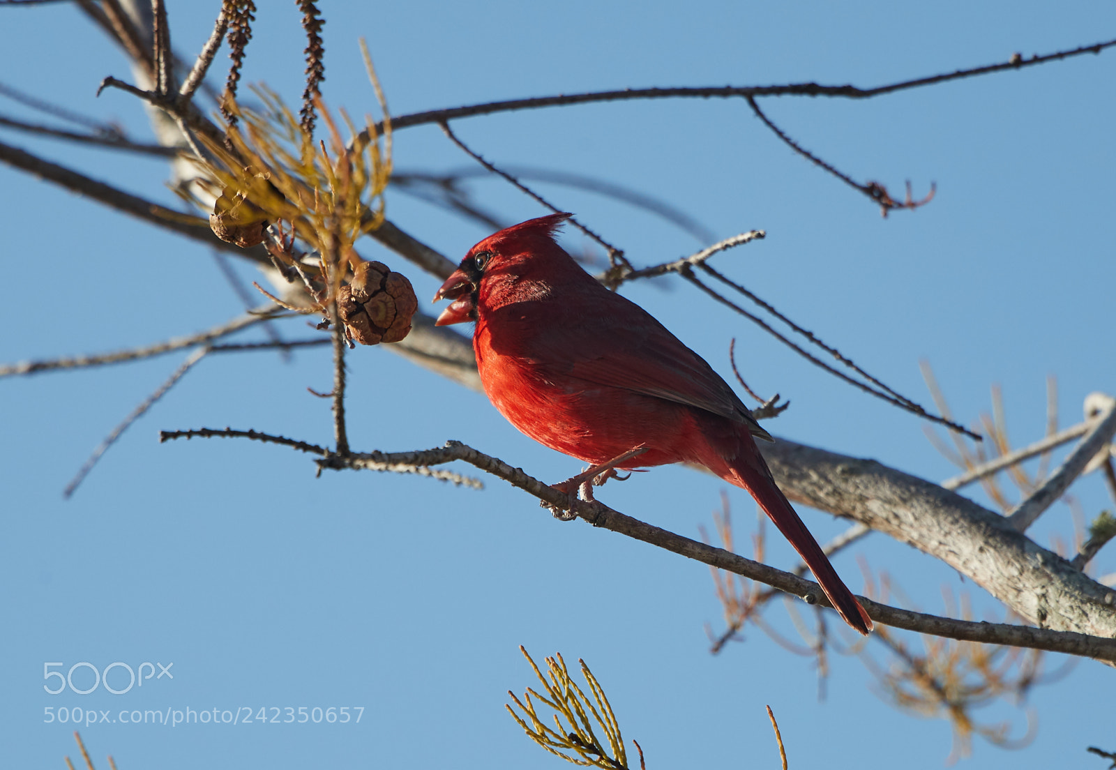 Canon EOS-1D X Mark II sample photo. 01-13-18-9170.jpg photography