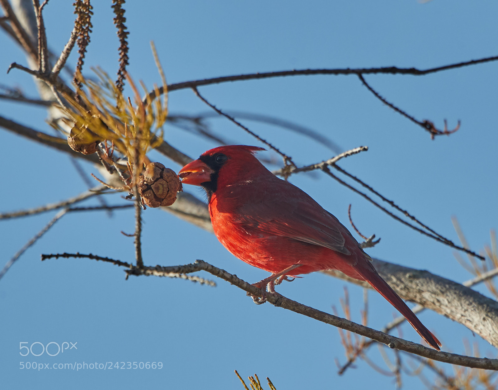 Canon EOS-1D X Mark II sample photo. 01-13-18-9168 1.jpg photography