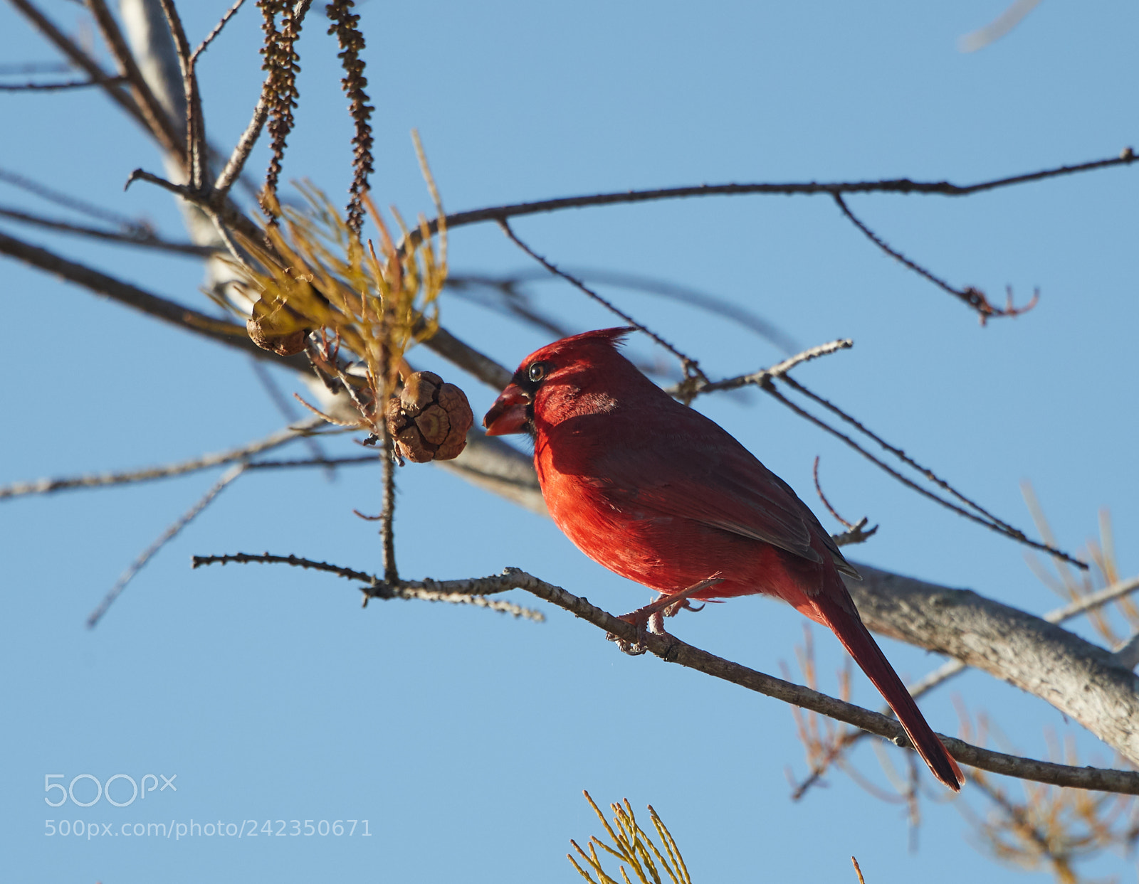Canon EOS-1D X Mark II sample photo. 01-13-18-9169.jpg photography