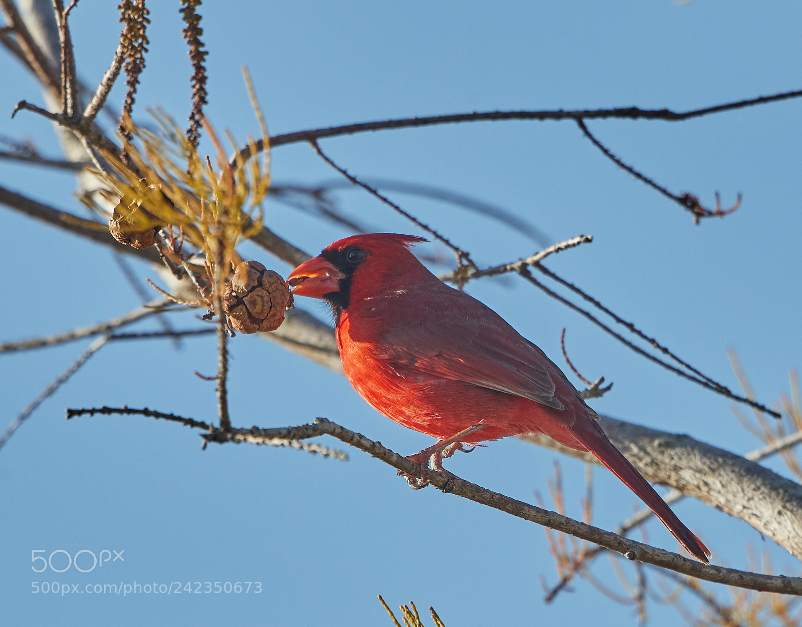 Canon EOS-1D X Mark II sample photo. 01-13-18-9168.jpg photography
