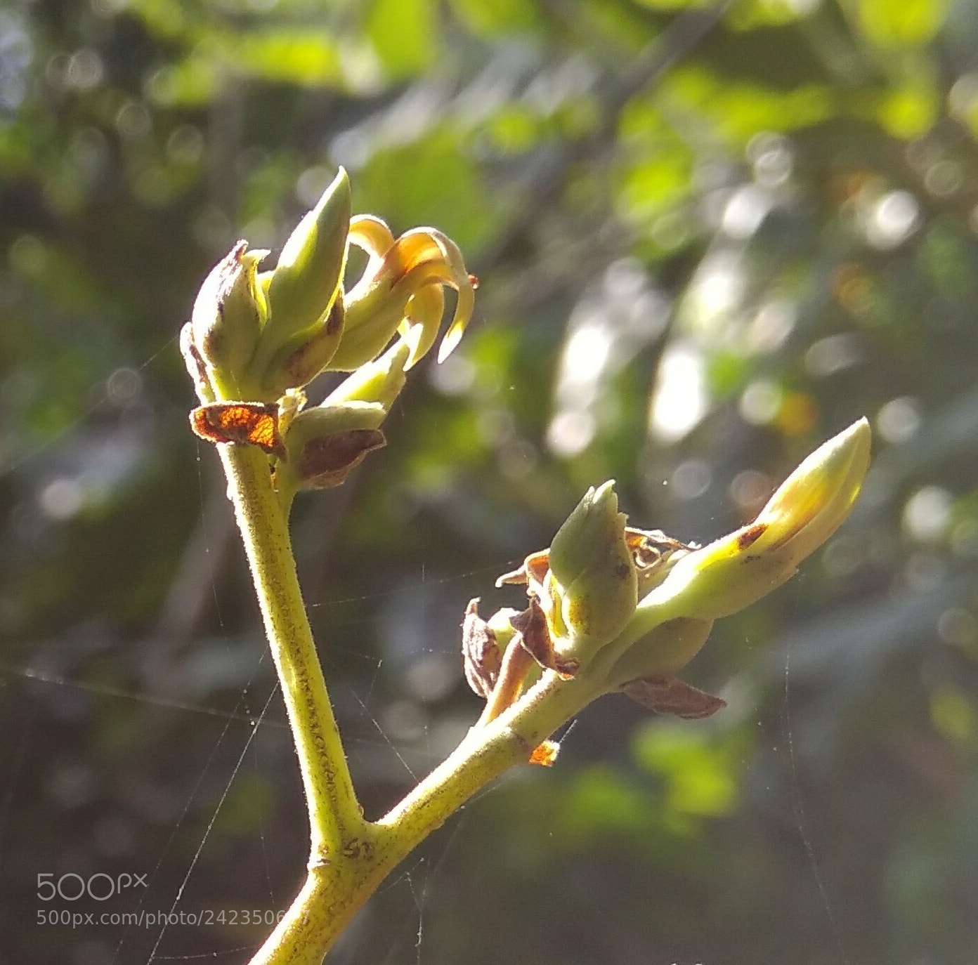 Xiaomi MI MAX sample photo. Cashew flower photography