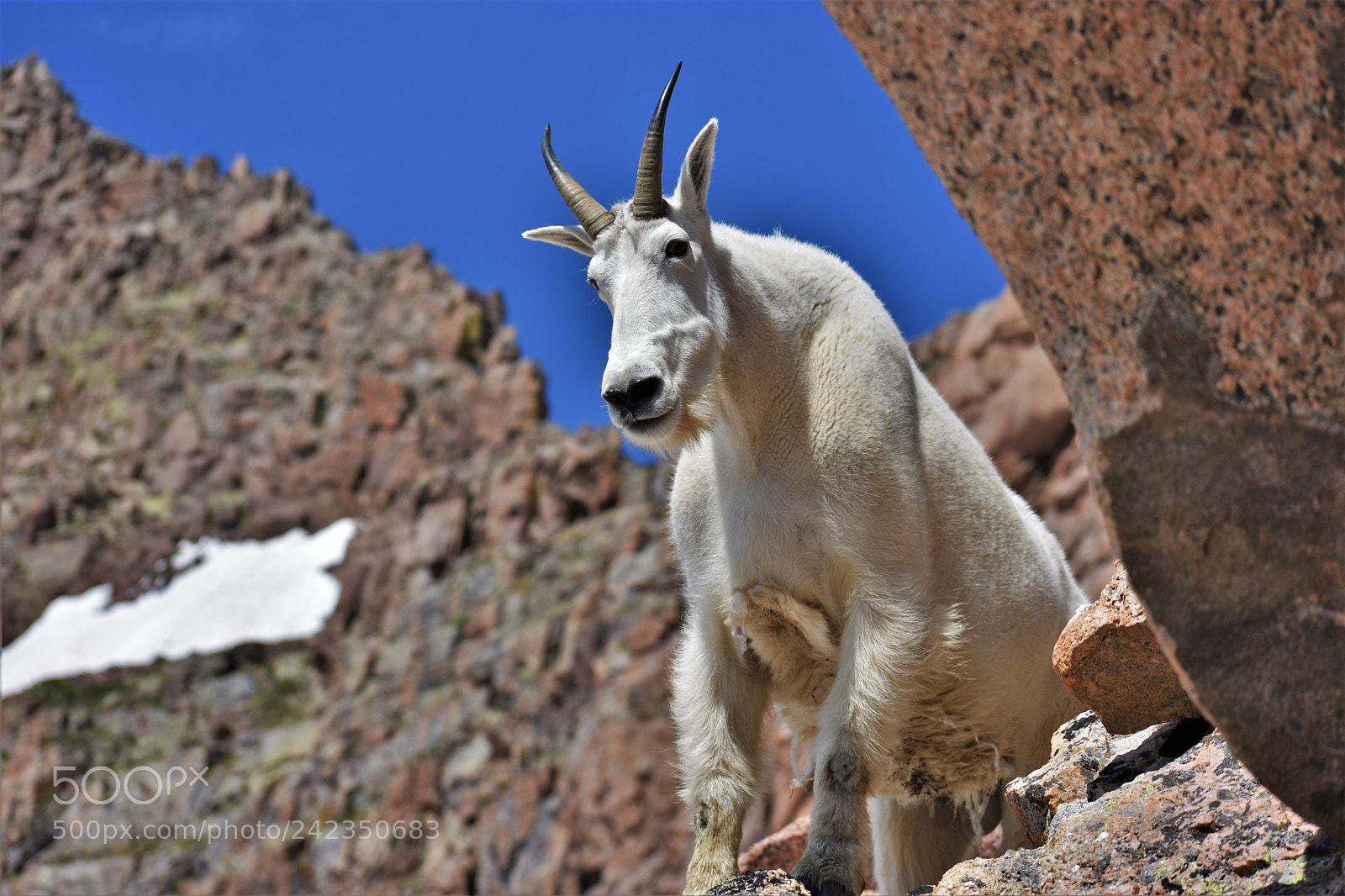 Nikon D3400 sample photo. Sentinel of the mountain photography