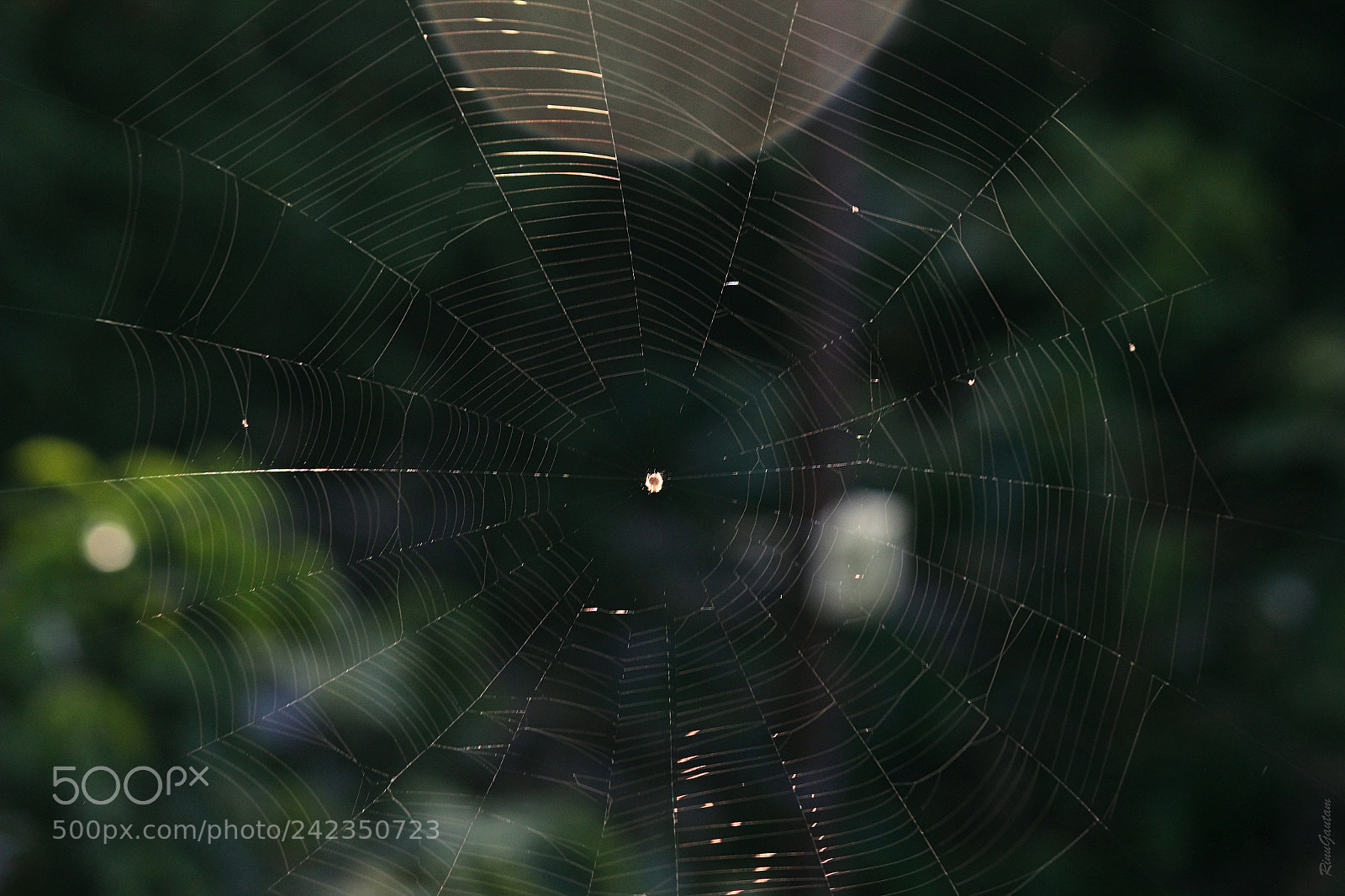 Canon EOS 550D (EOS Rebel T2i / EOS Kiss X4) sample photo. Spiders web photography