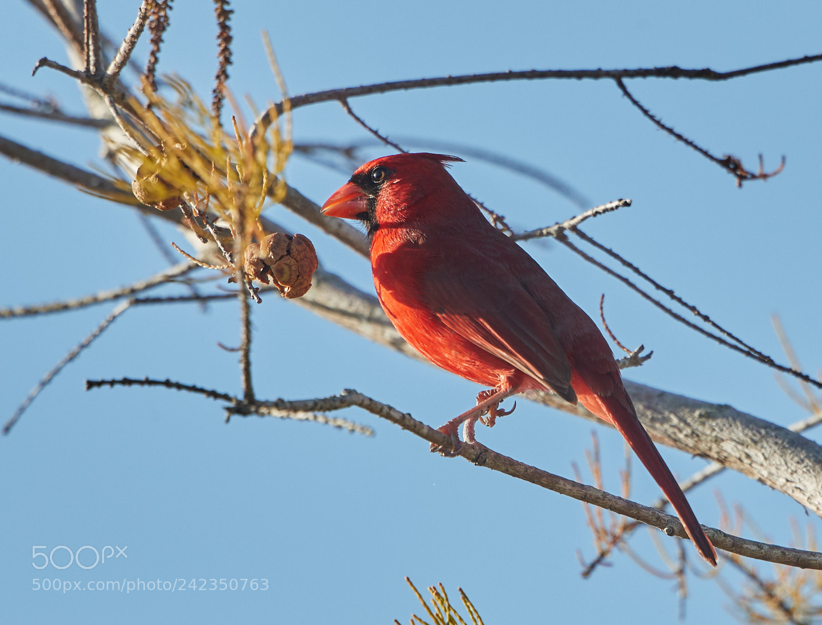 Canon EOS-1D X Mark II sample photo. 01-13-18-9167.jpg photography
