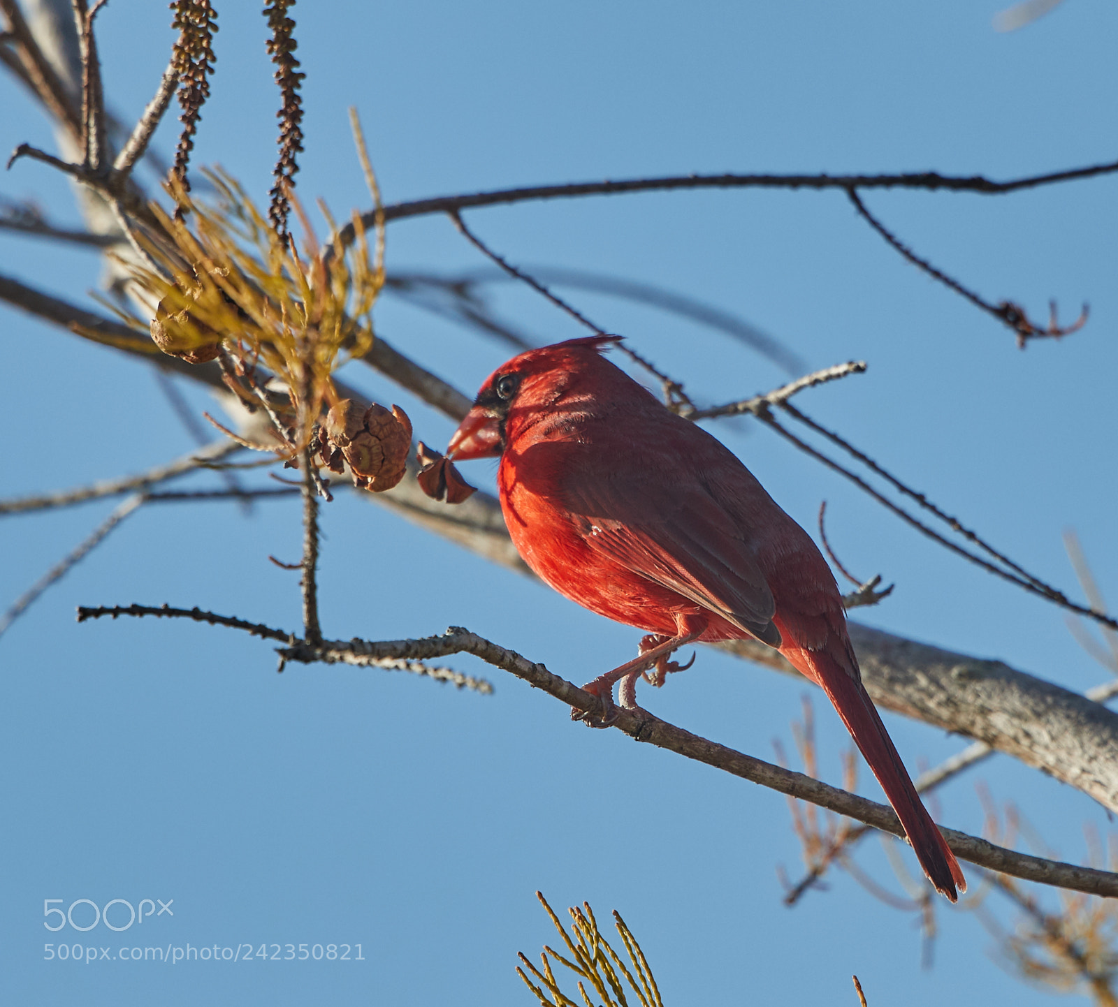Canon EOS-1D X Mark II sample photo. 01-13-18-9166.jpg photography